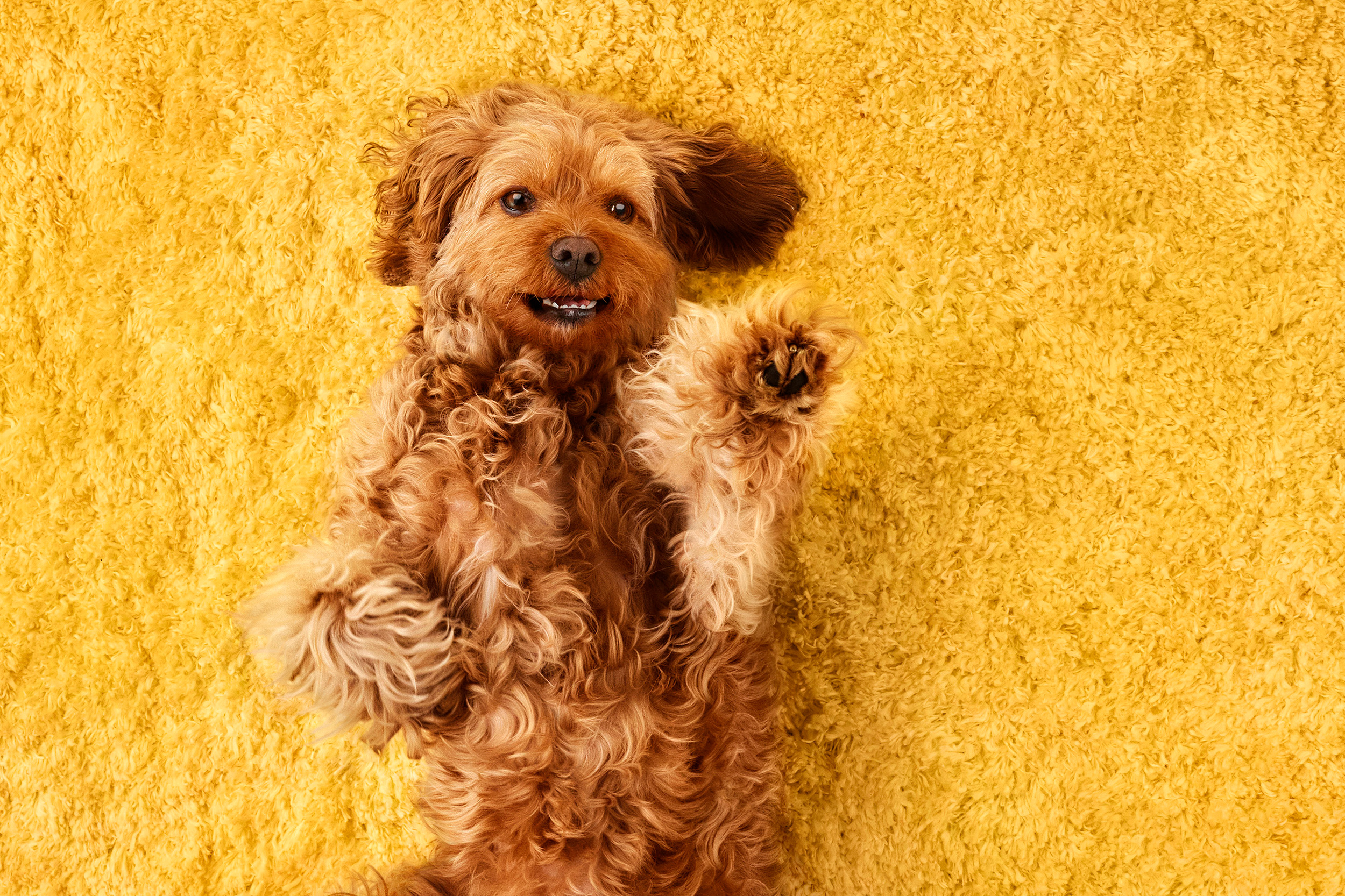 The Collective Force - Studio