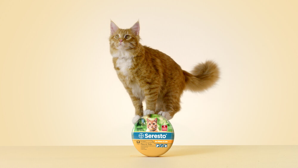 The Collective Force - Motion