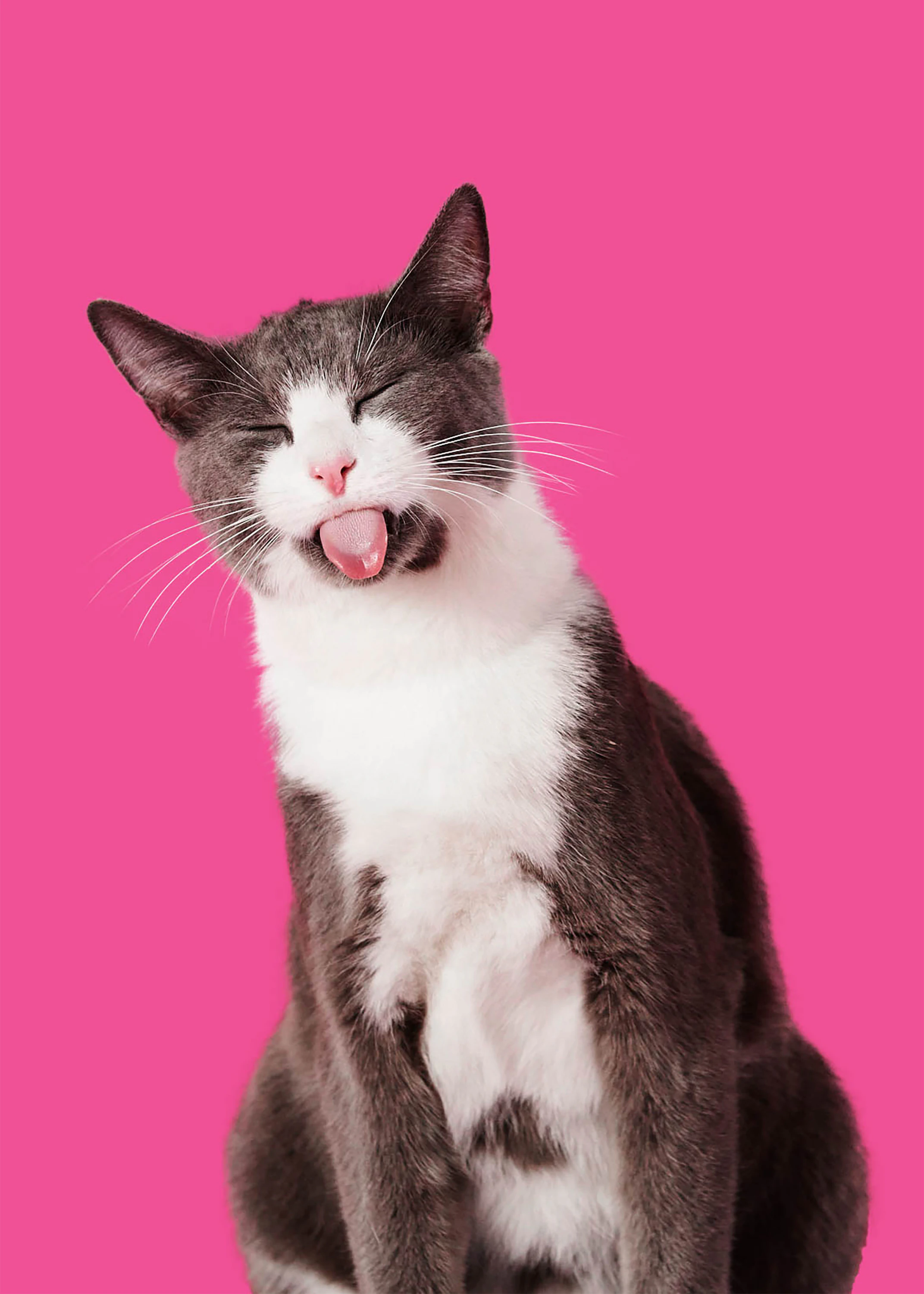 The Collective Force - Bonkers