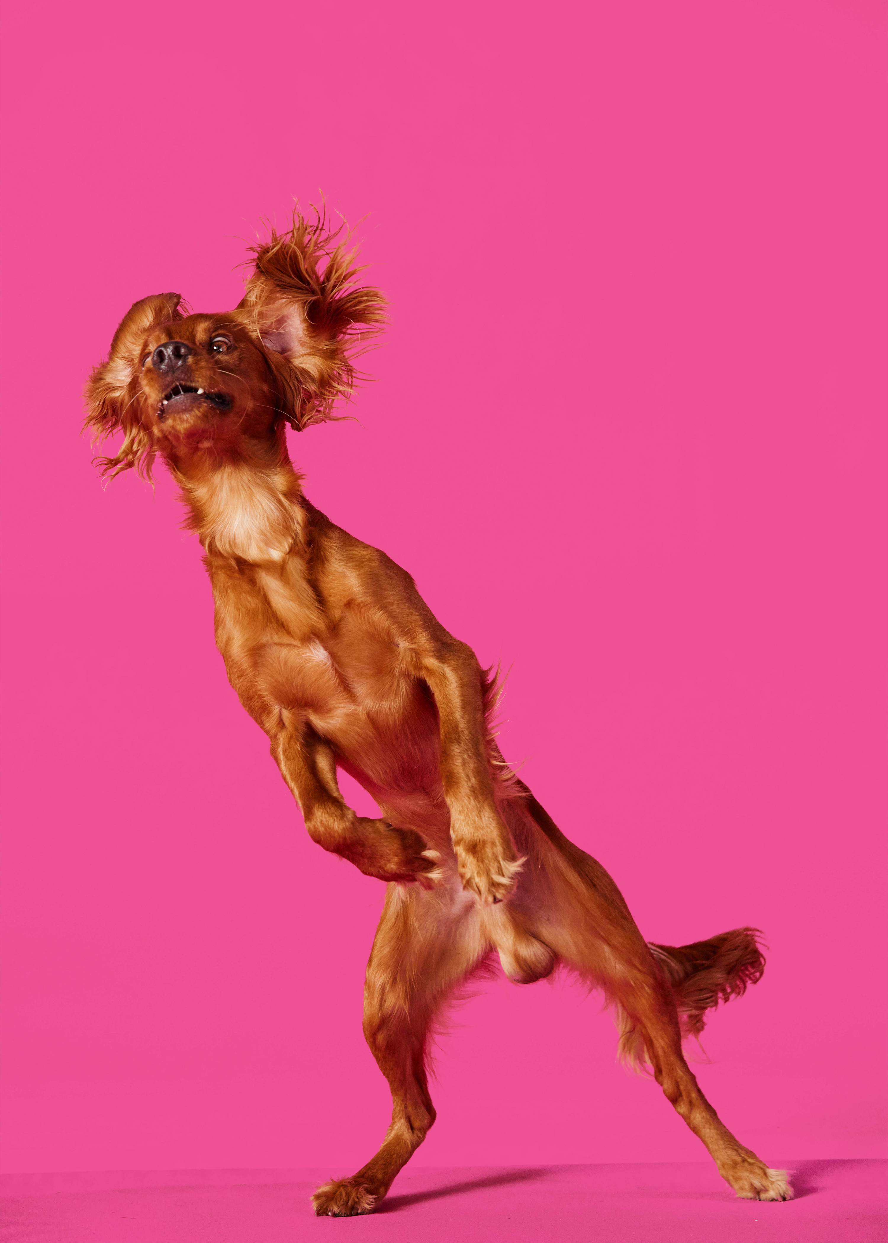 The Collective Force - Bonkers