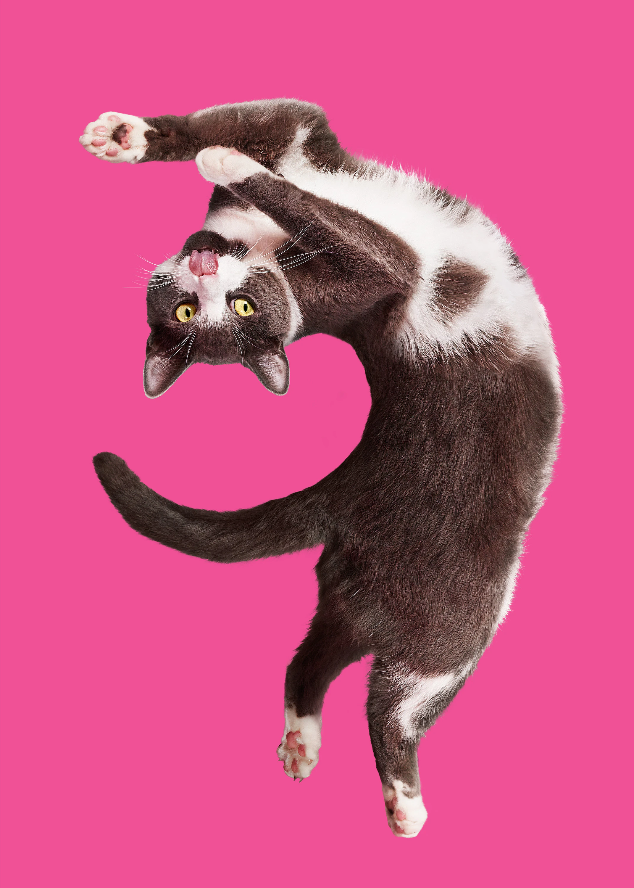 The Collective Force - Bonkers