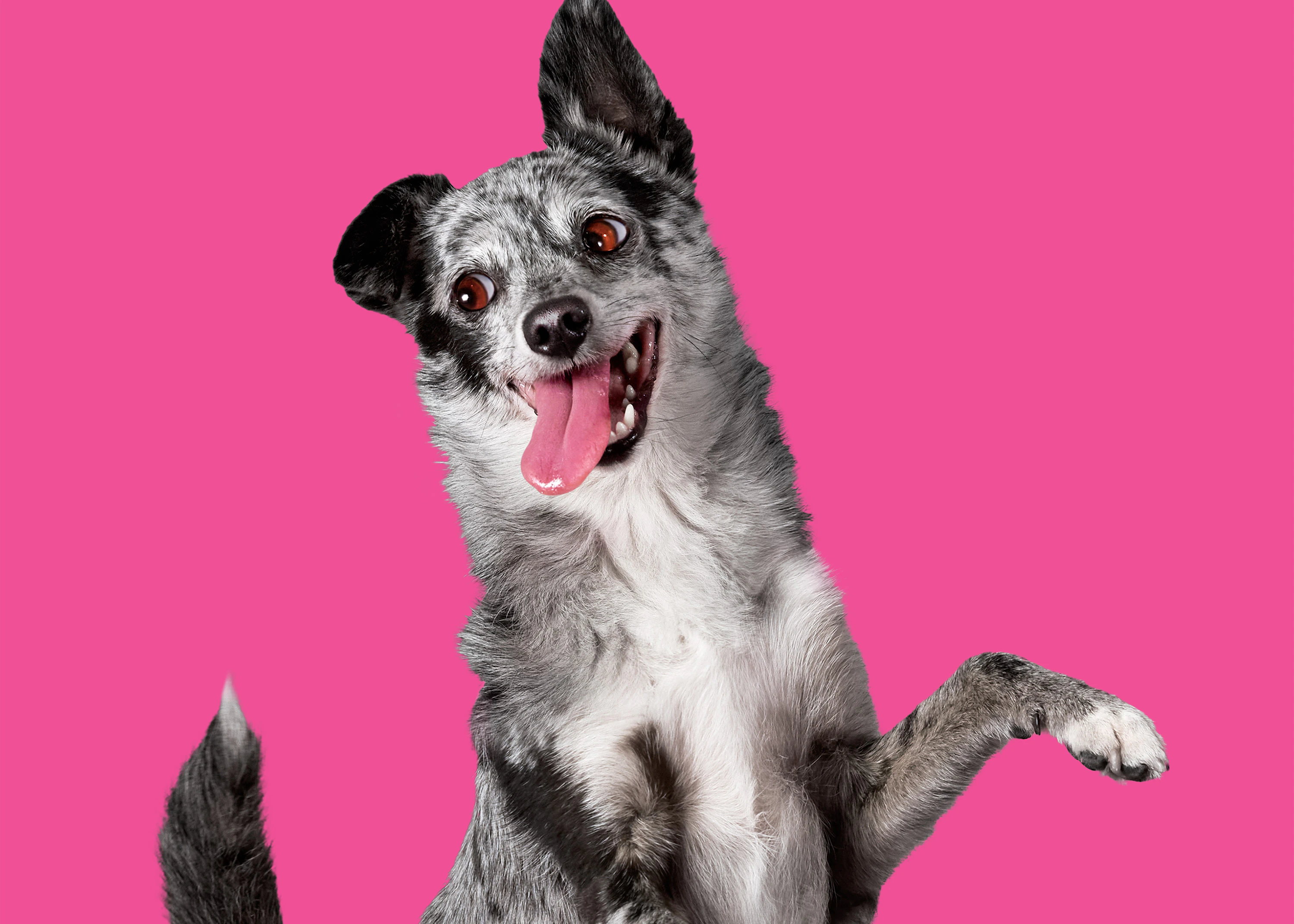 The Collective Force - Bonkers