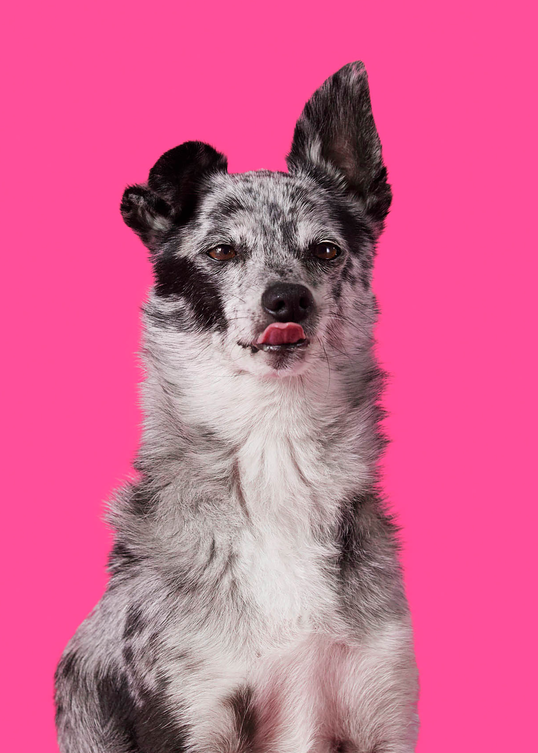 The Collective Force - Bonkers