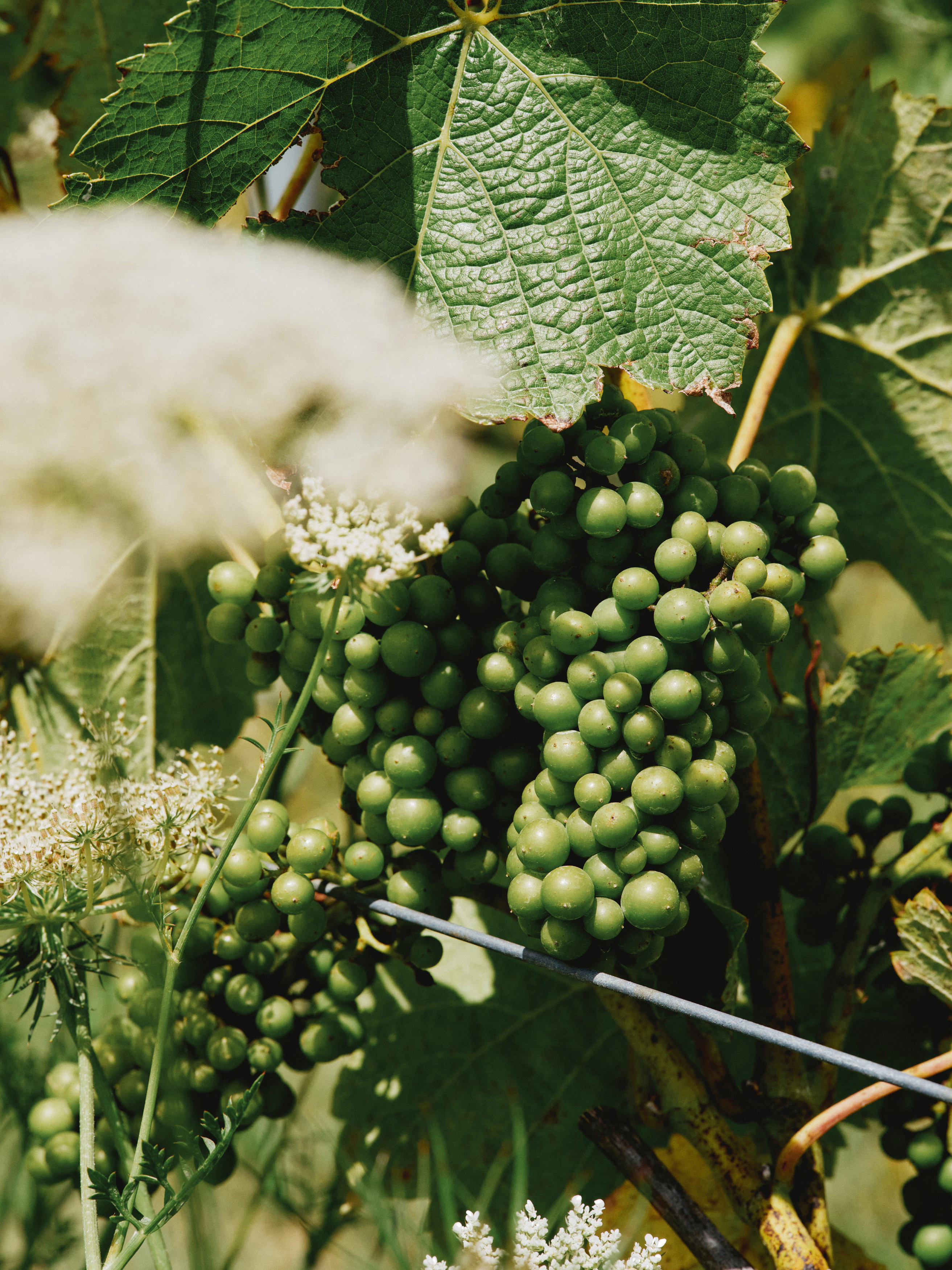 The Collective Force - Christchurch NZ