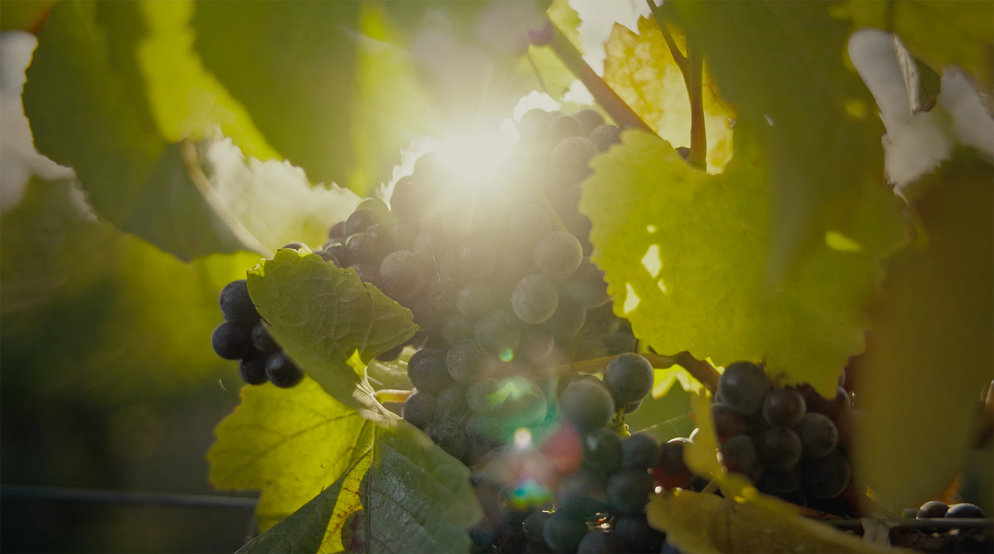 The Collective Force - Latest