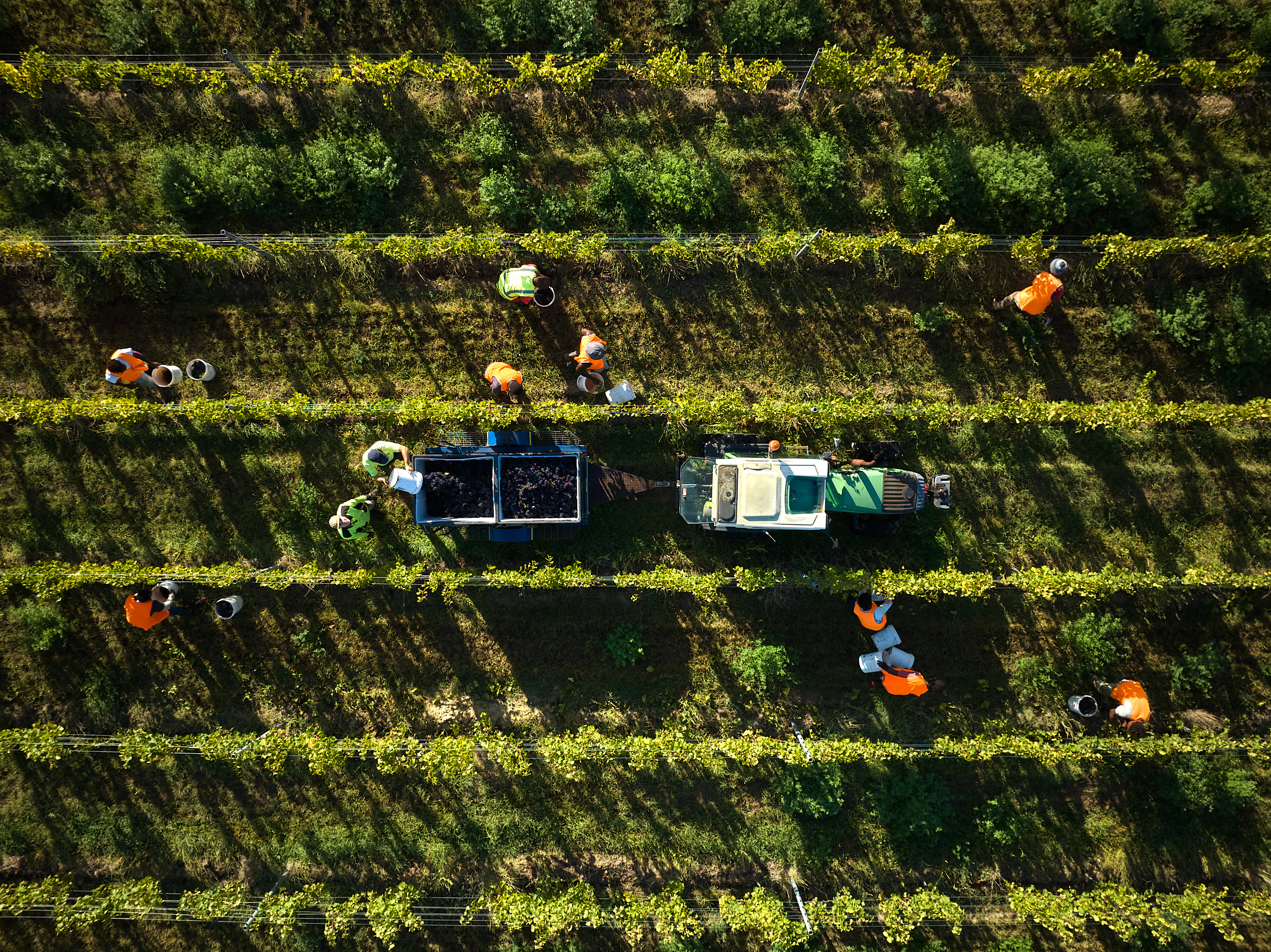 The Collective Force - Cloudy Bay Wonderscape 2025