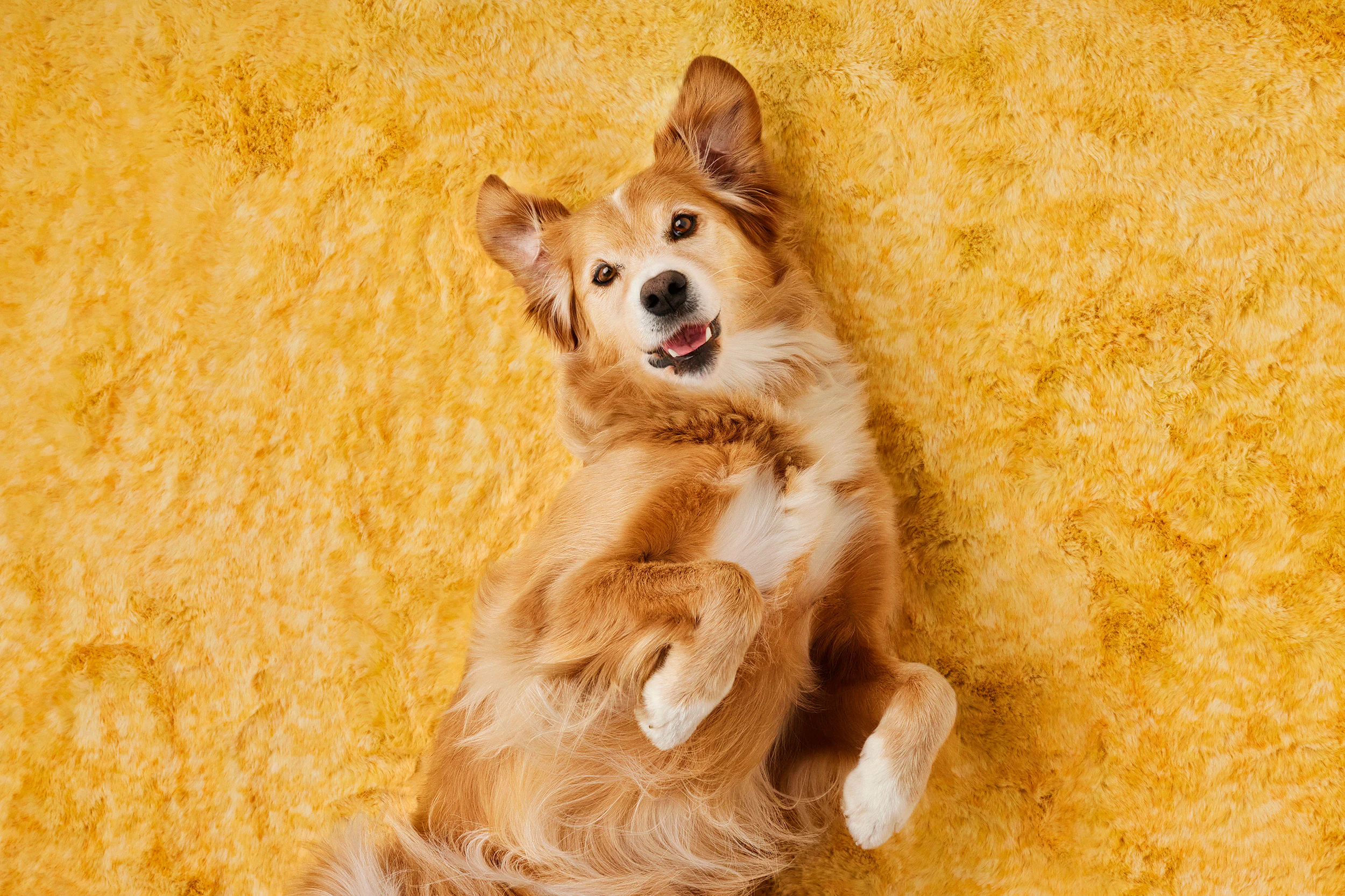 The Collective Force - Latest