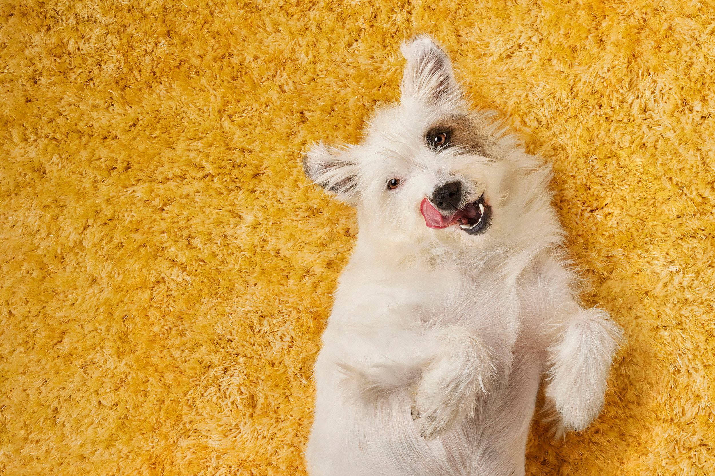 The Collective Force - Dentastix