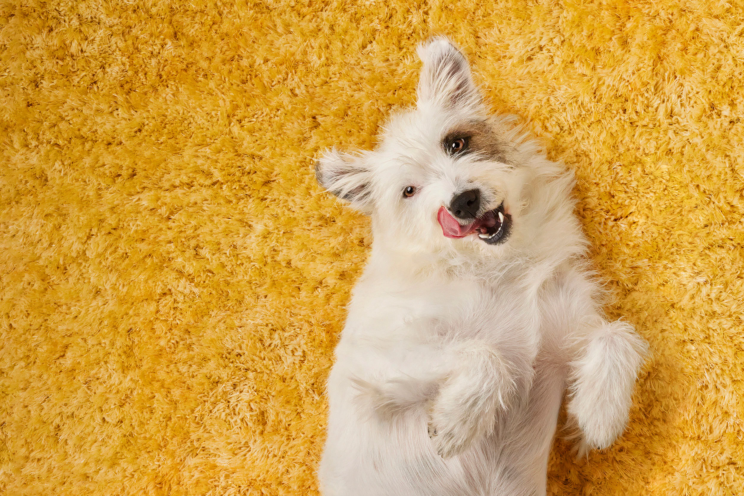 The Collective Force - Dentastix