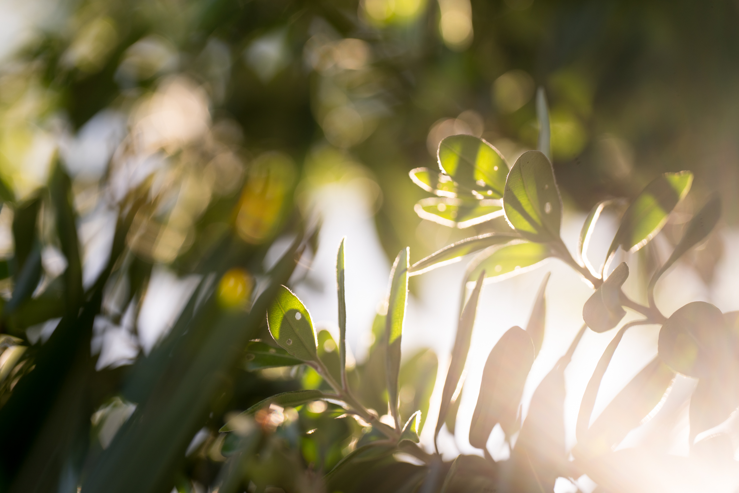 The Collective Force - DHC