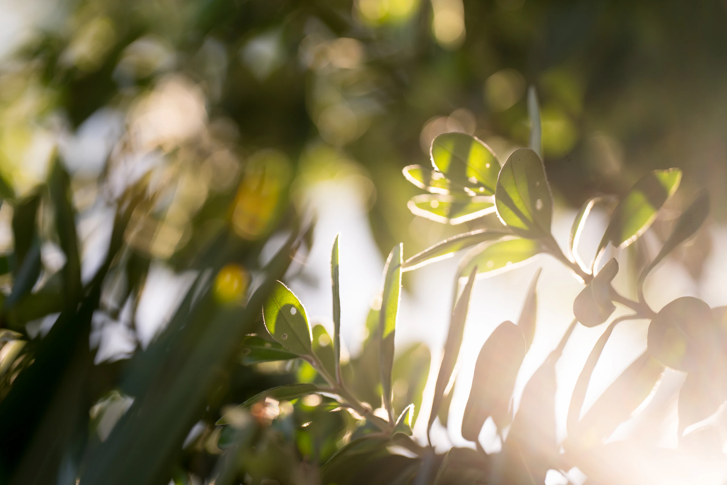 The Collective Force - DHC