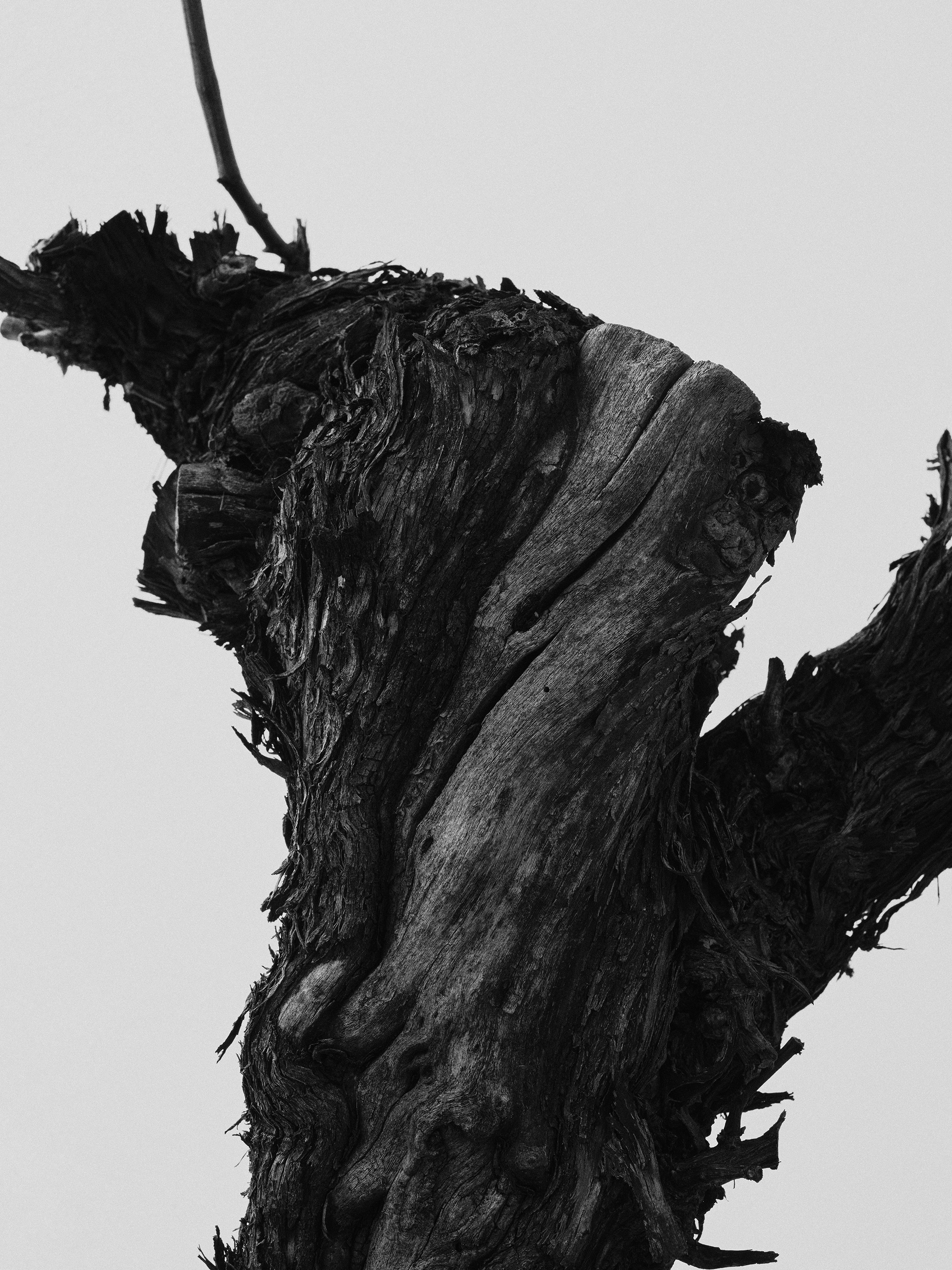 The Collective Force - Drylands Winery