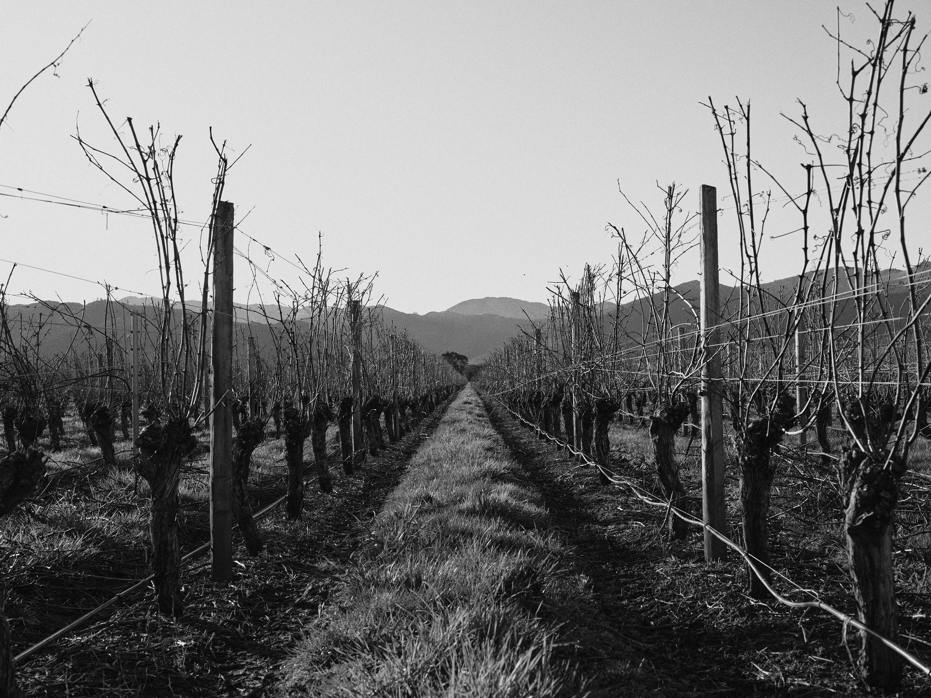 The Collective Force - Drylands Winery