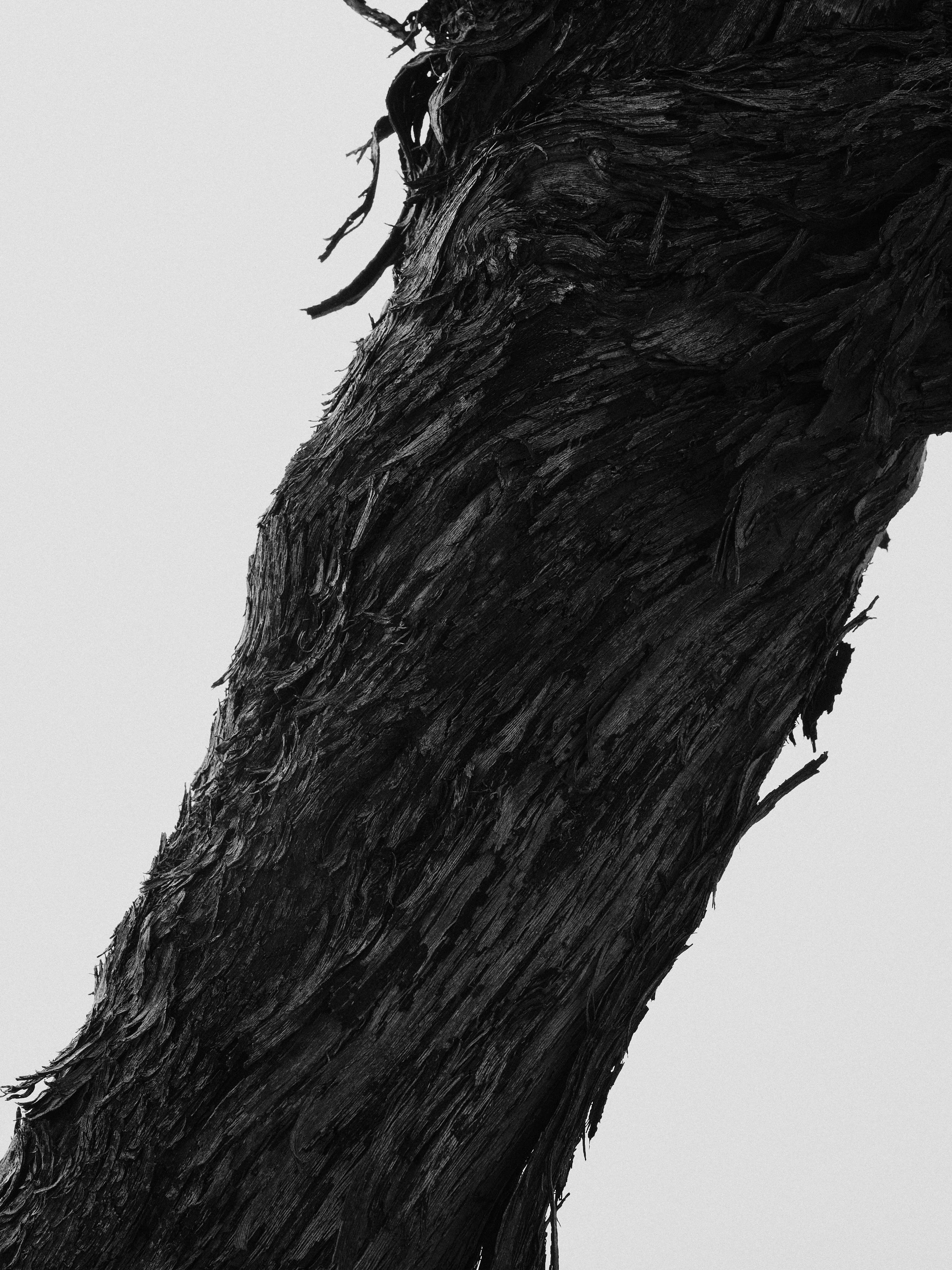 The Collective Force - Drylands Winery