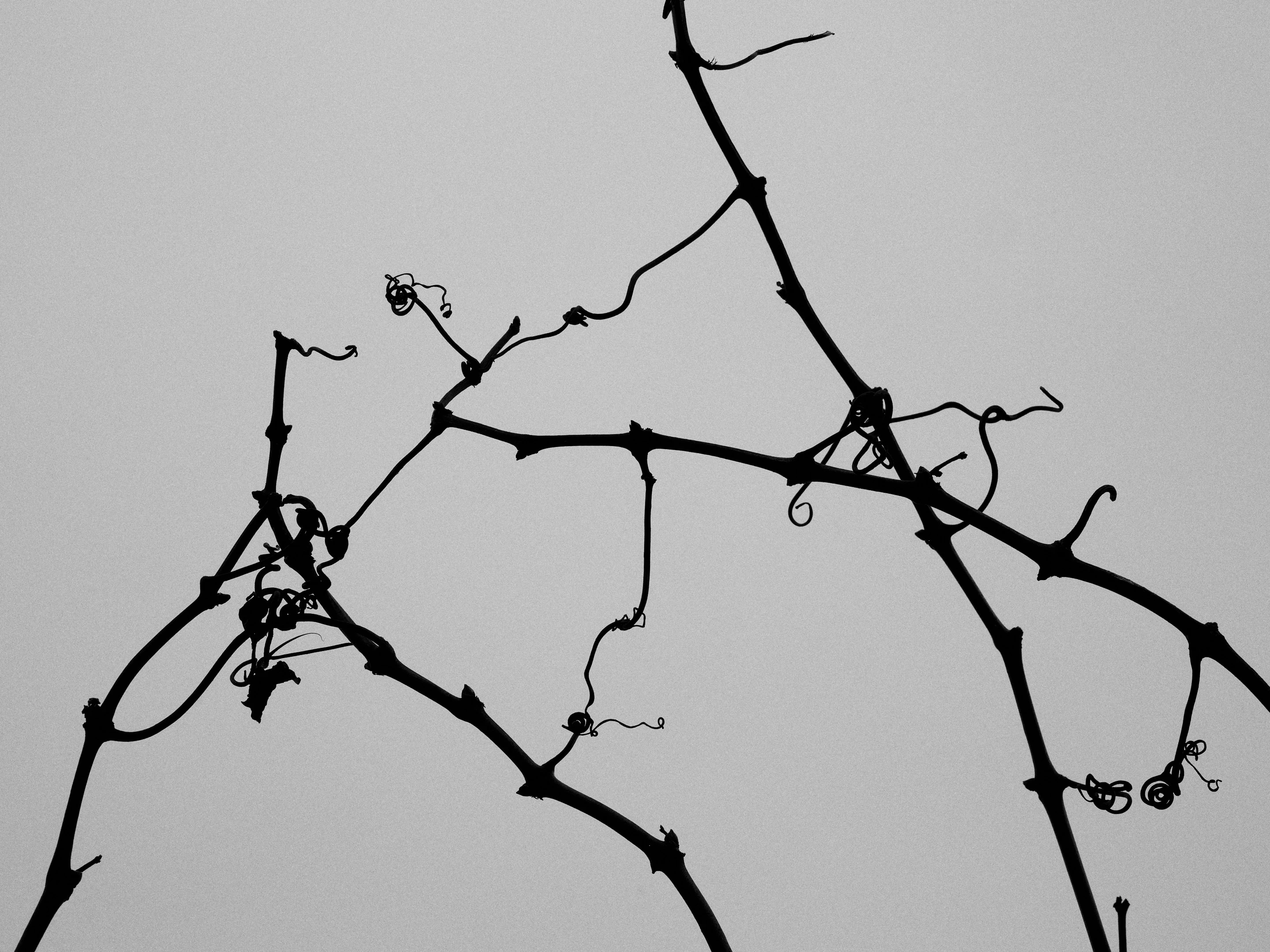 The Collective Force - Drylands Winery