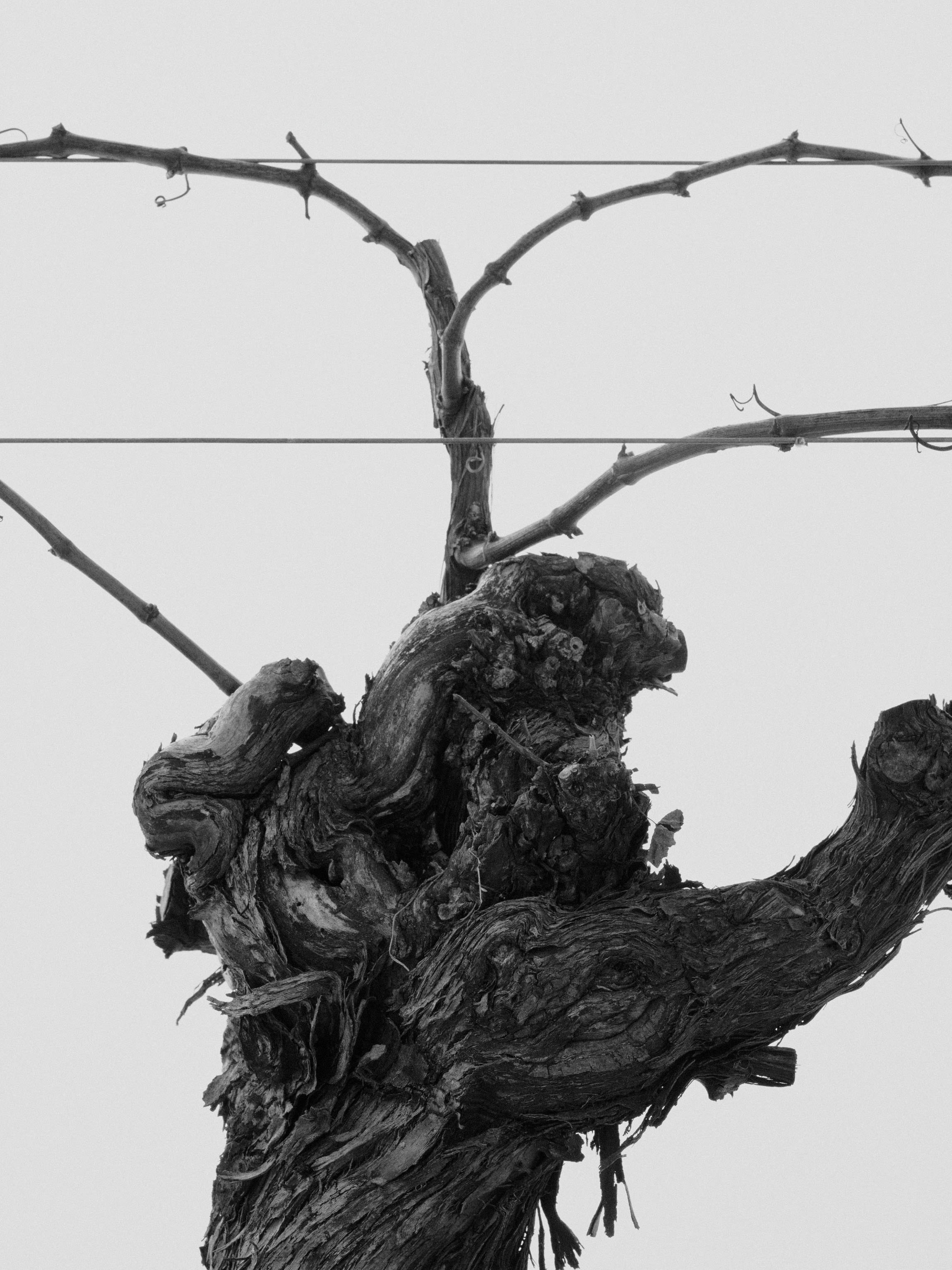 The Collective Force - Drylands Winery