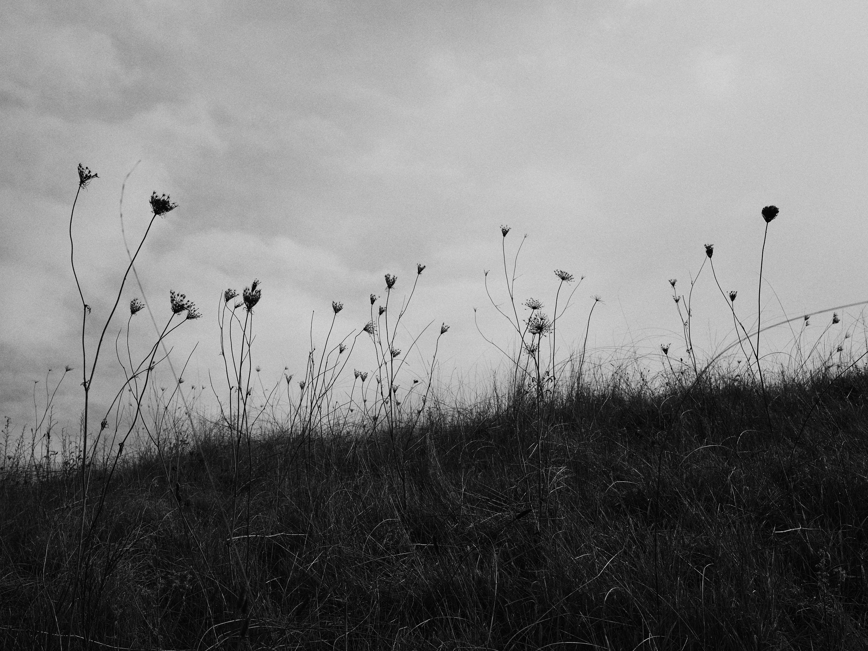 The Collective Force - Drylands Winery