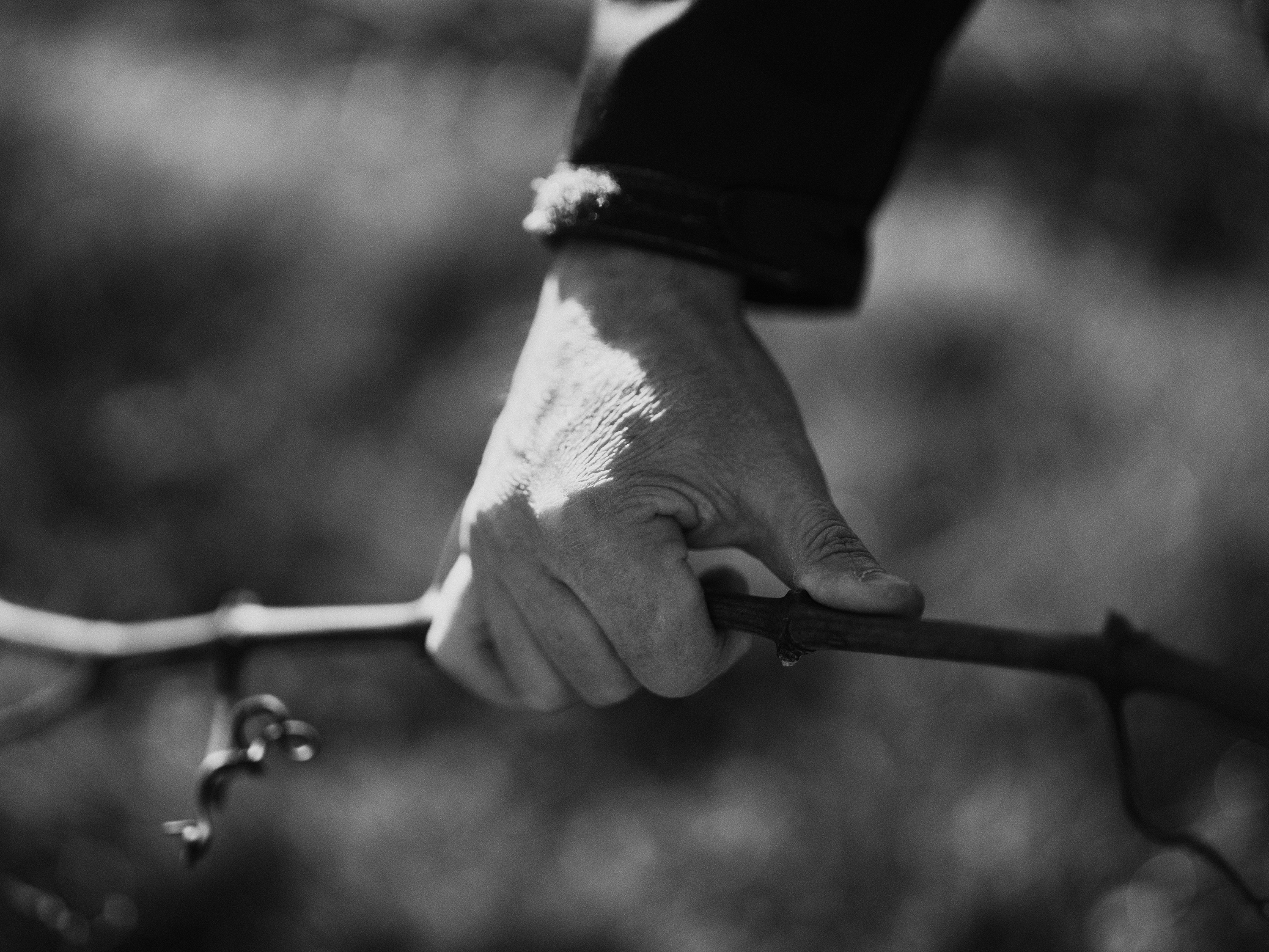 The Collective Force - Drylands Winery