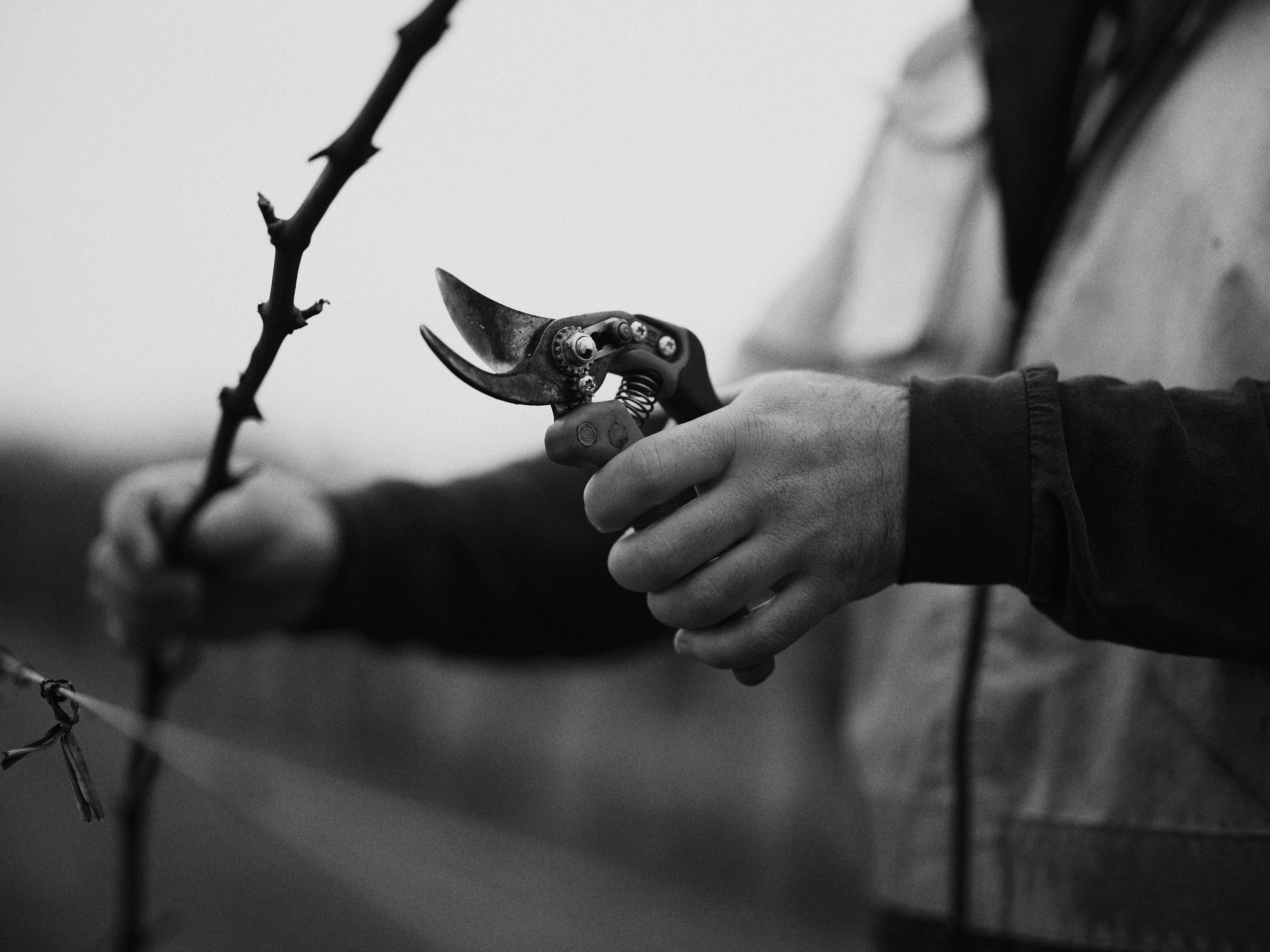 The Collective Force - Drylands Winery