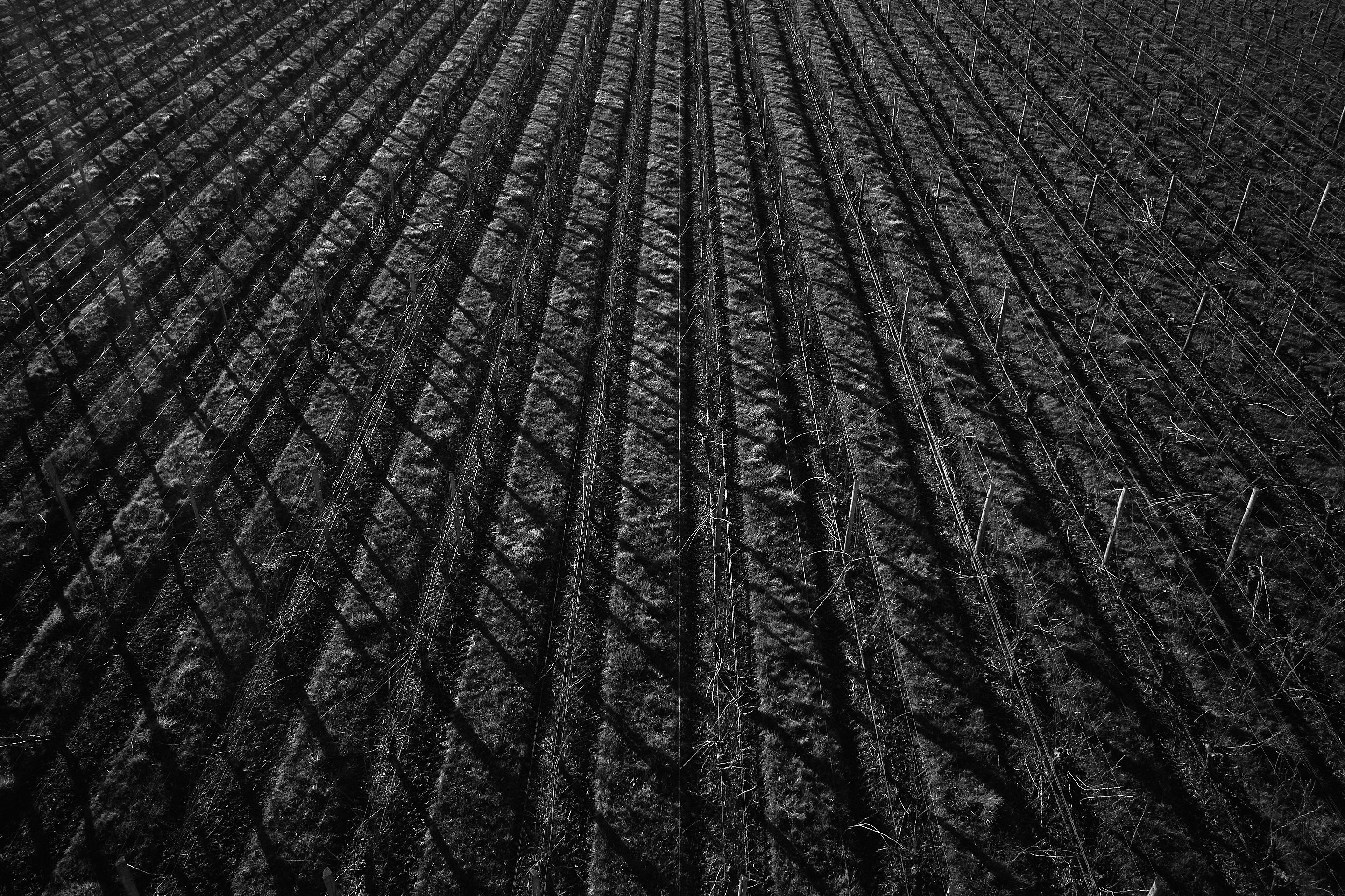 The Collective Force - Drylands Winery