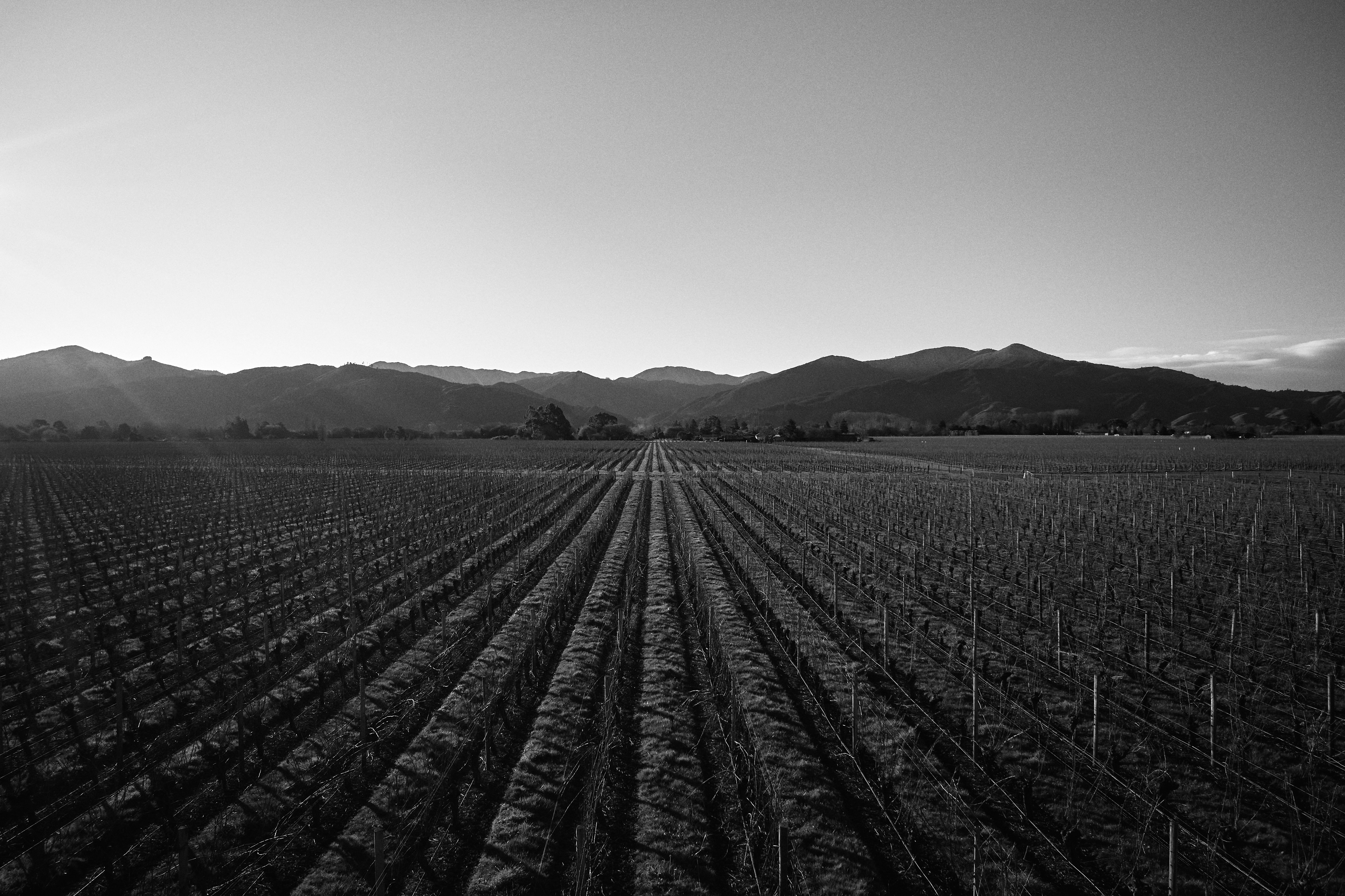 The Collective Force - Drylands Winery