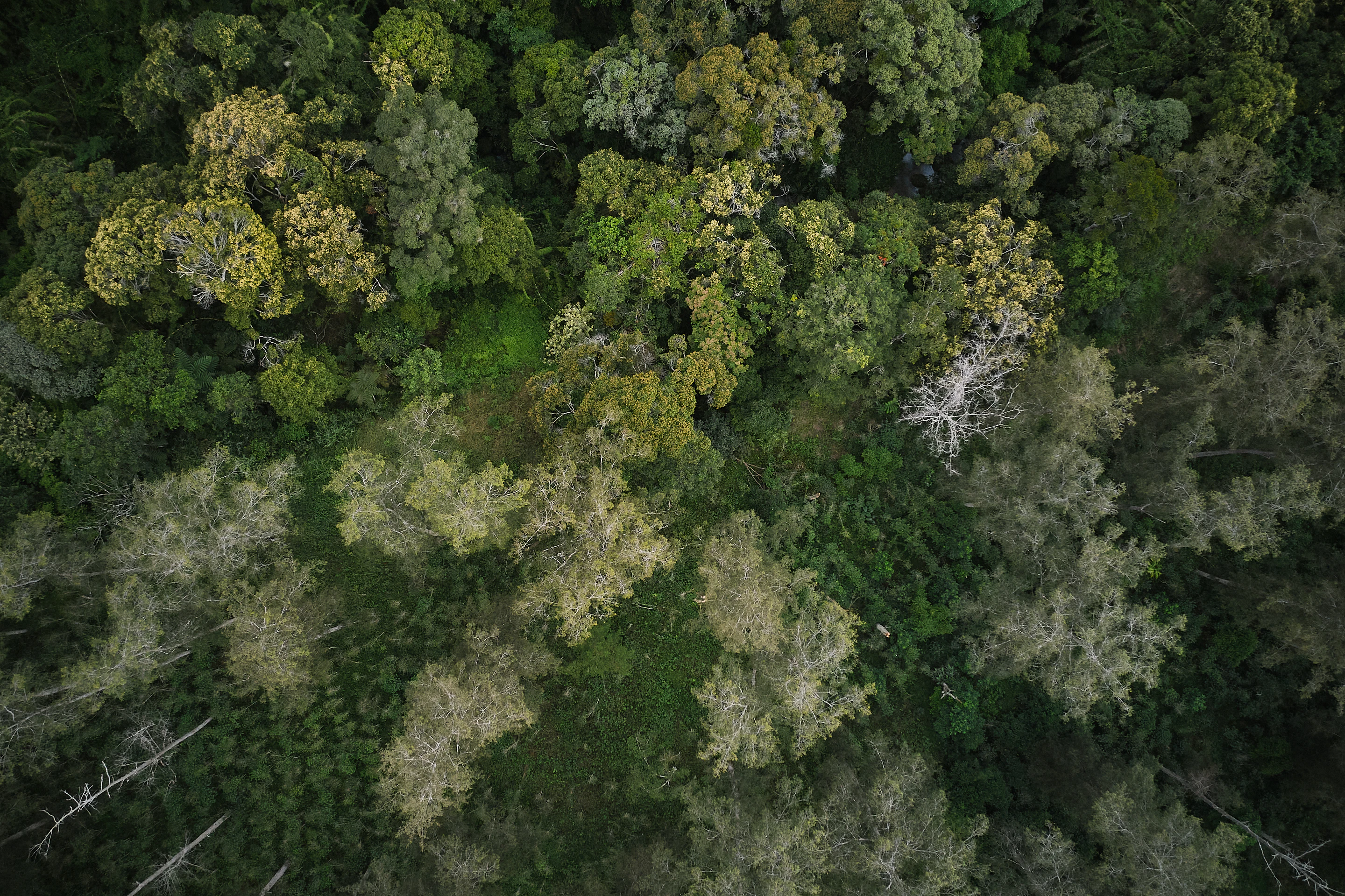 The Collective Force - Fairtrade | Papua New Guinea