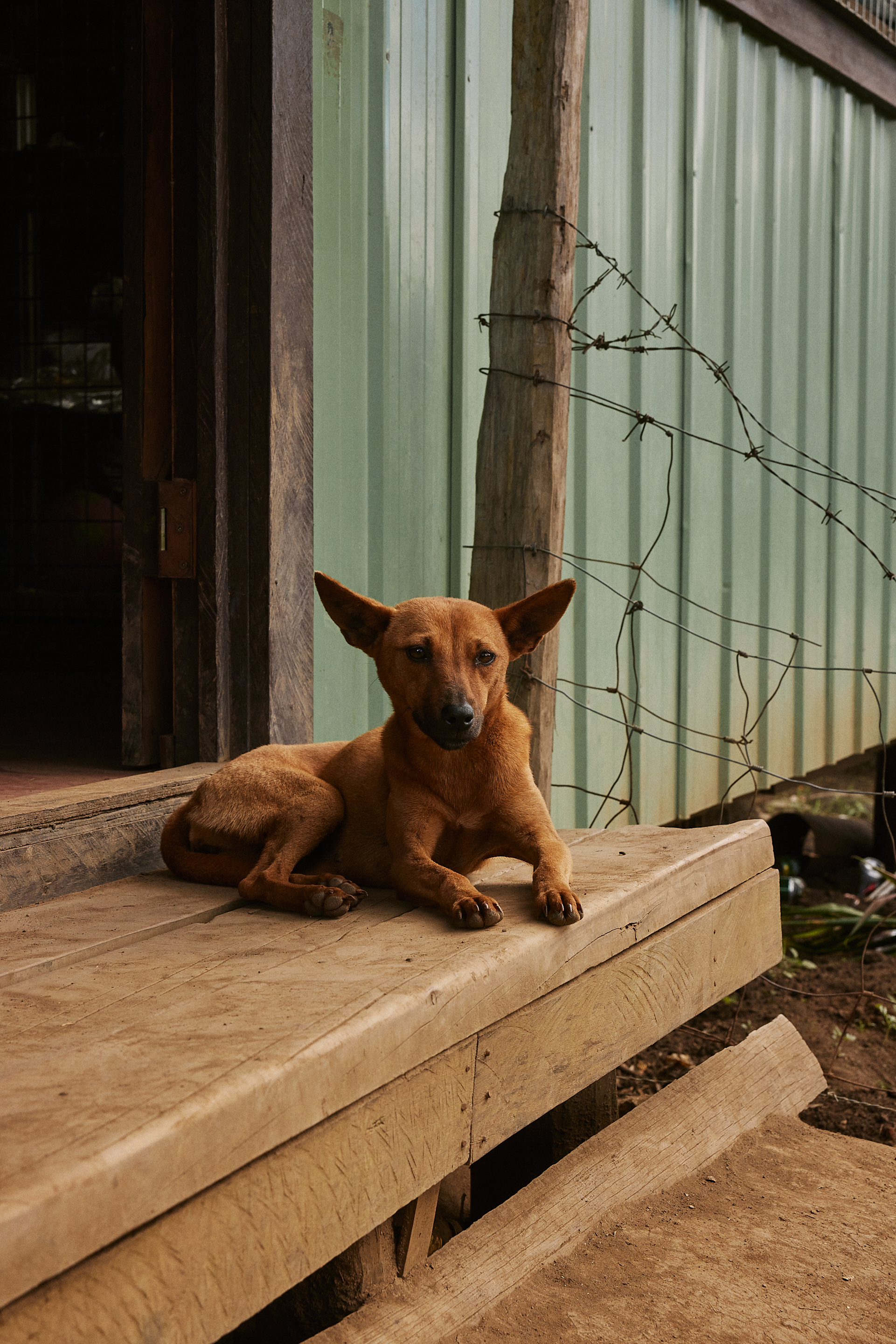 The Collective Force - Fairtrade | Papua New Guinea