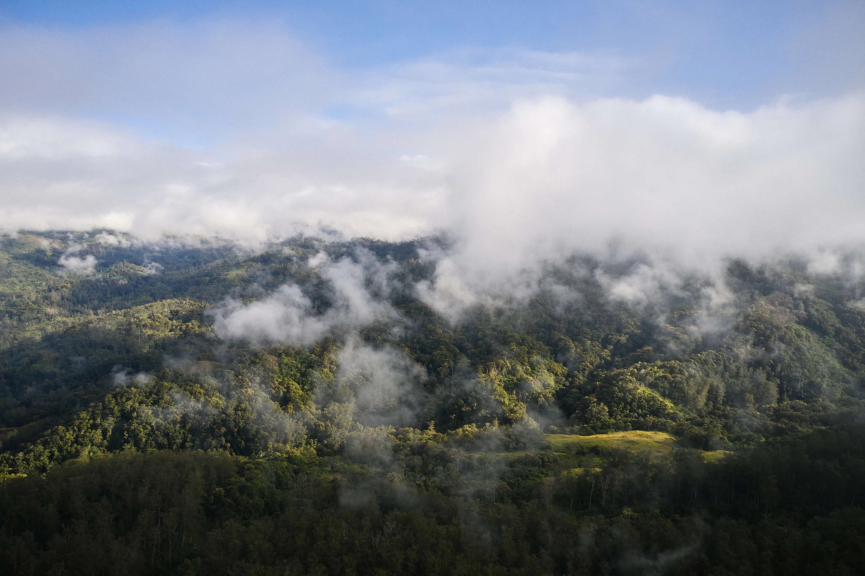 The Collective Force - Fairtrade | Papua New Guinea