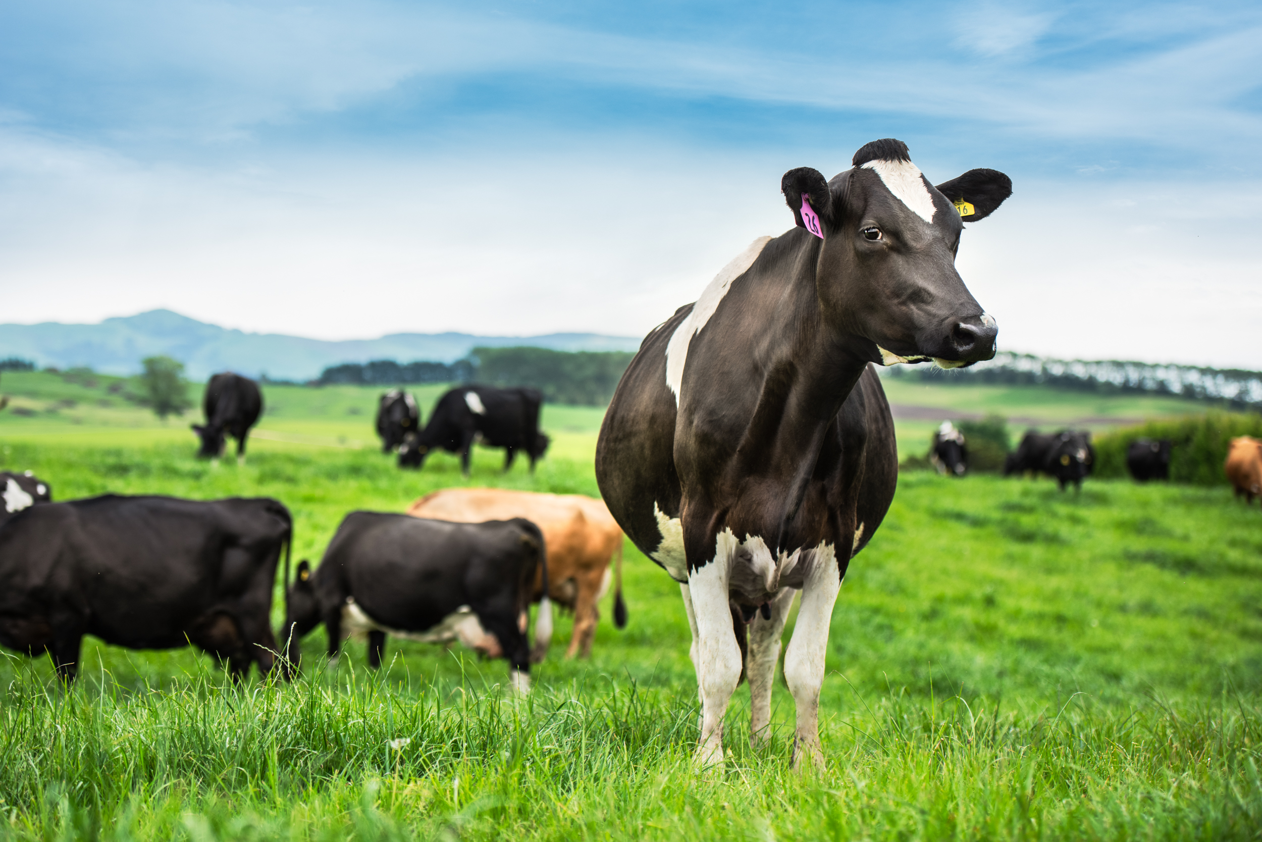 The Collective Force - Fonterra