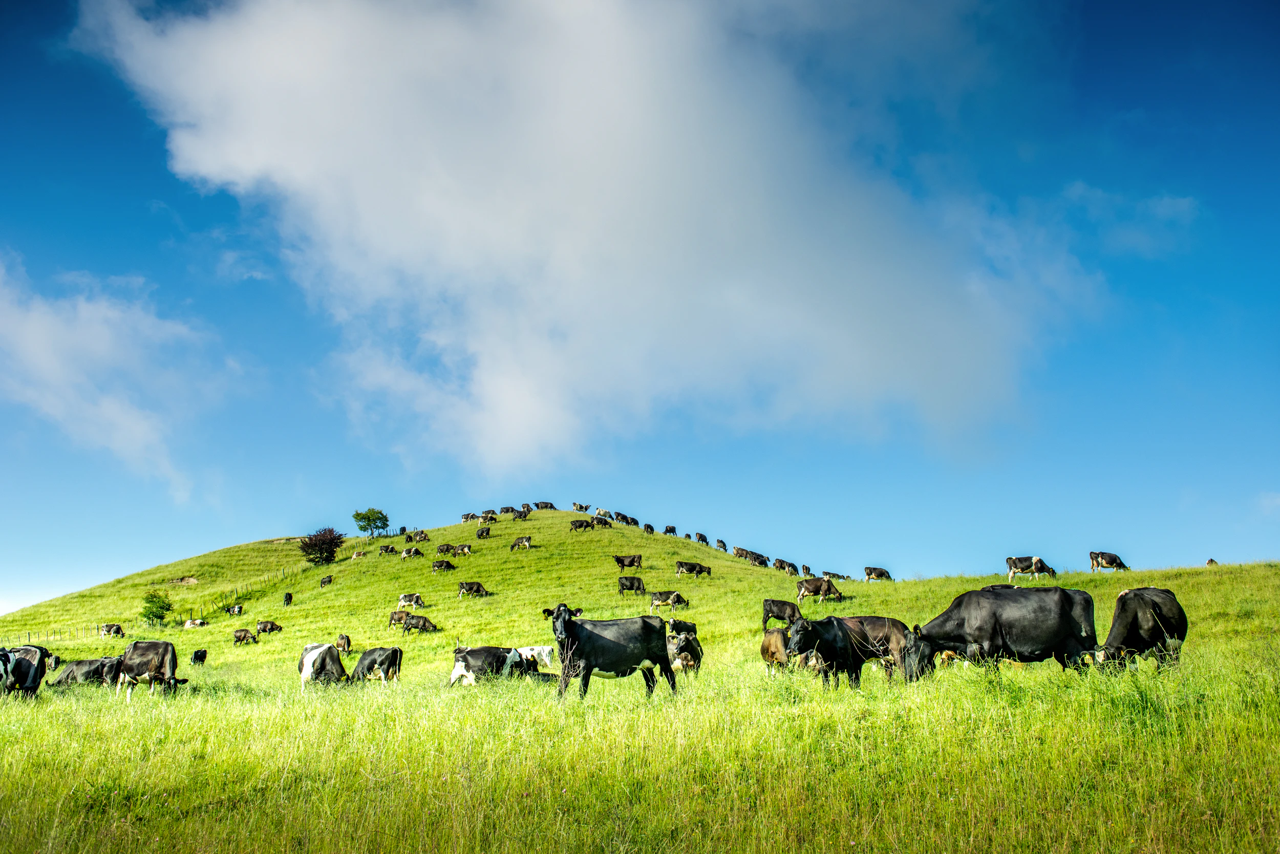 The Collective Force - Fonterra