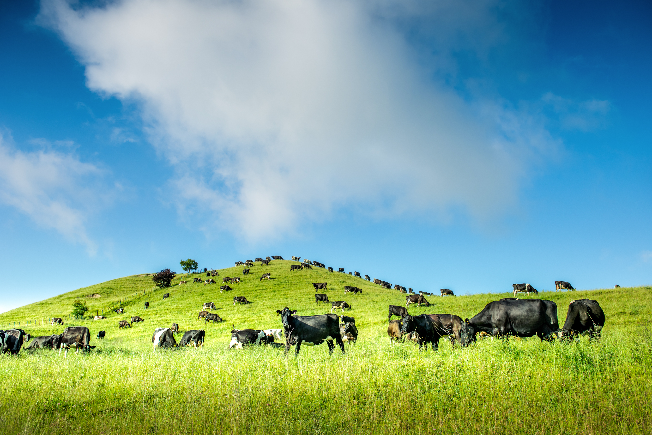 The Collective Force - Fonterra