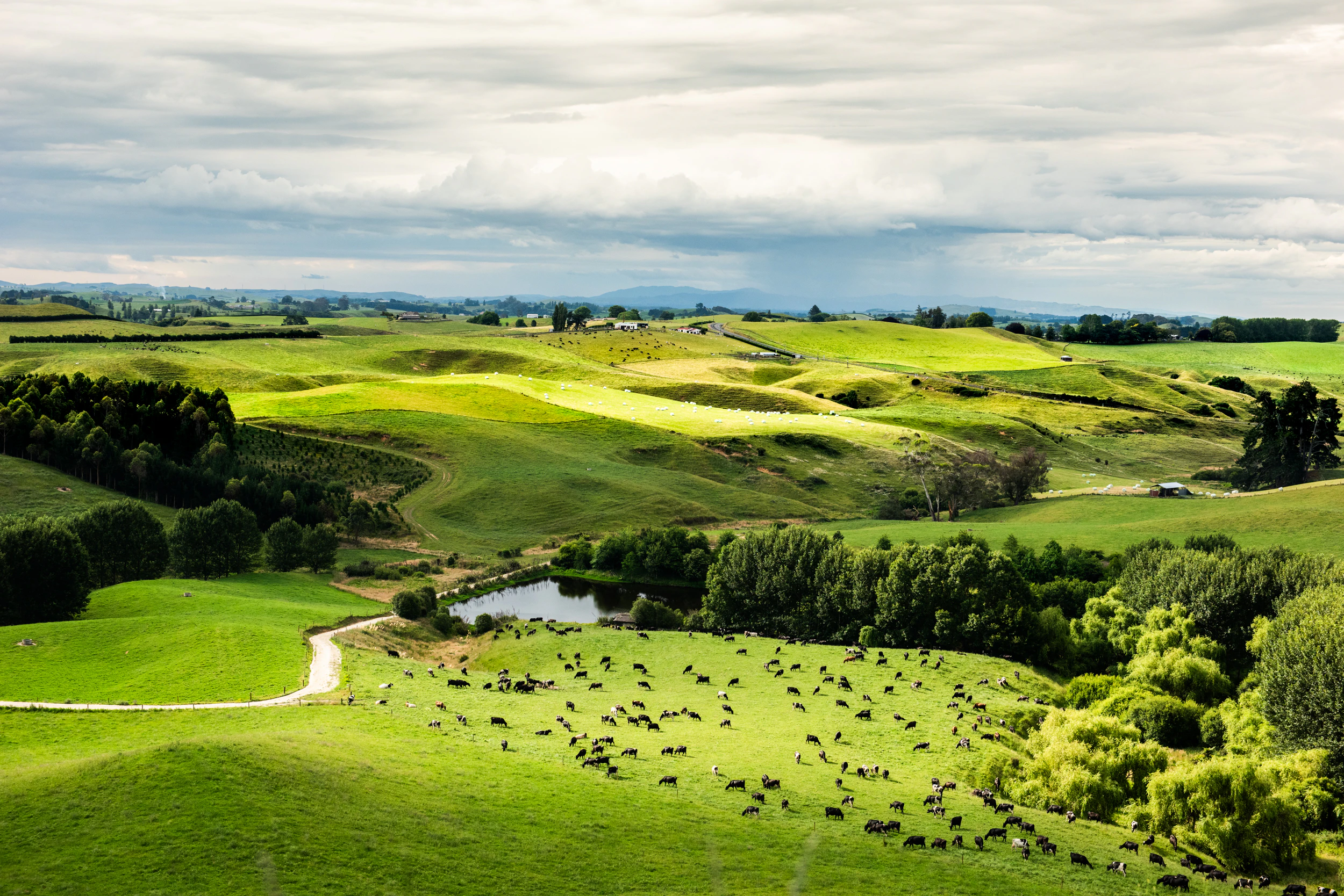 The Collective Force - Fonterra