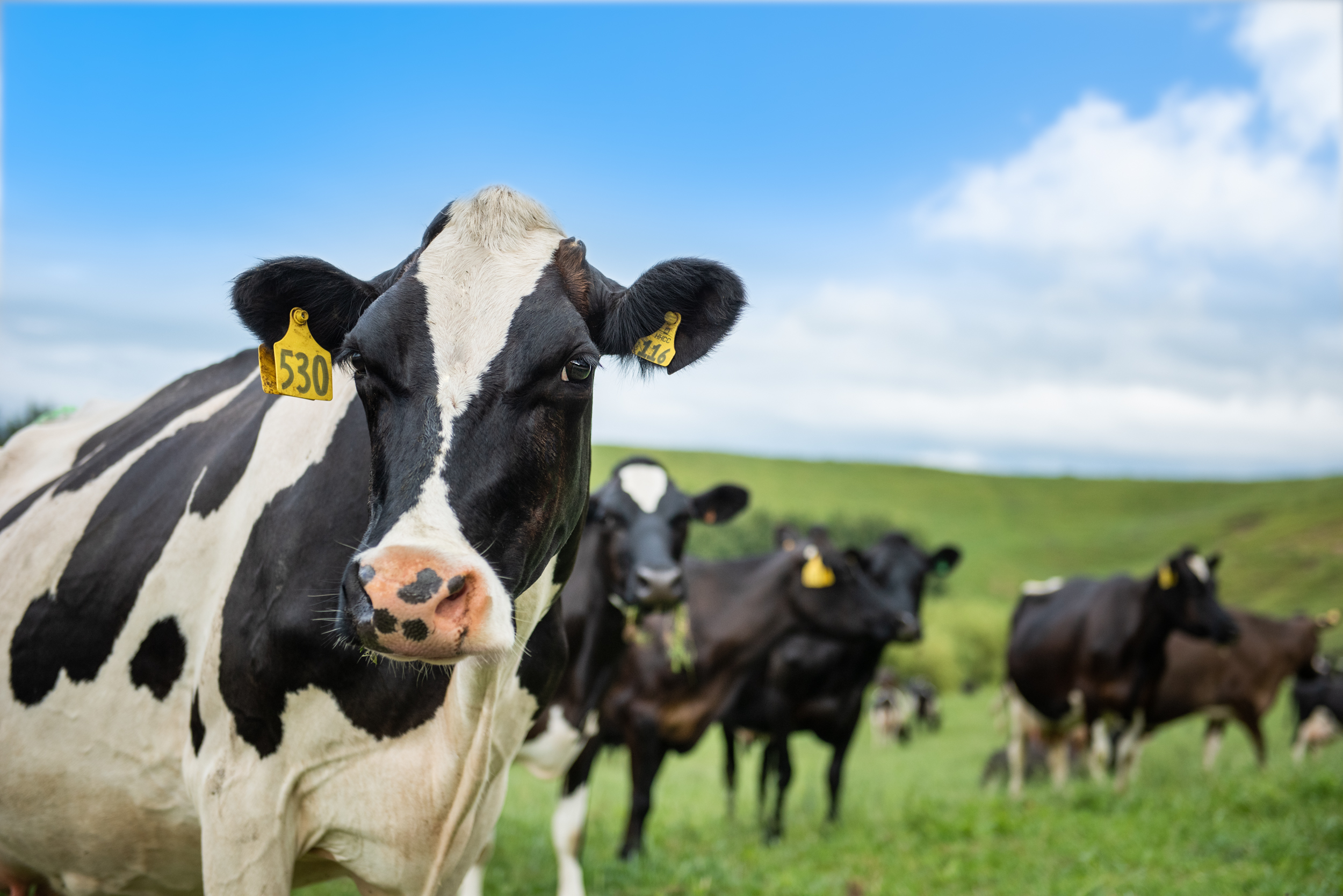 The Collective Force - Fonterra