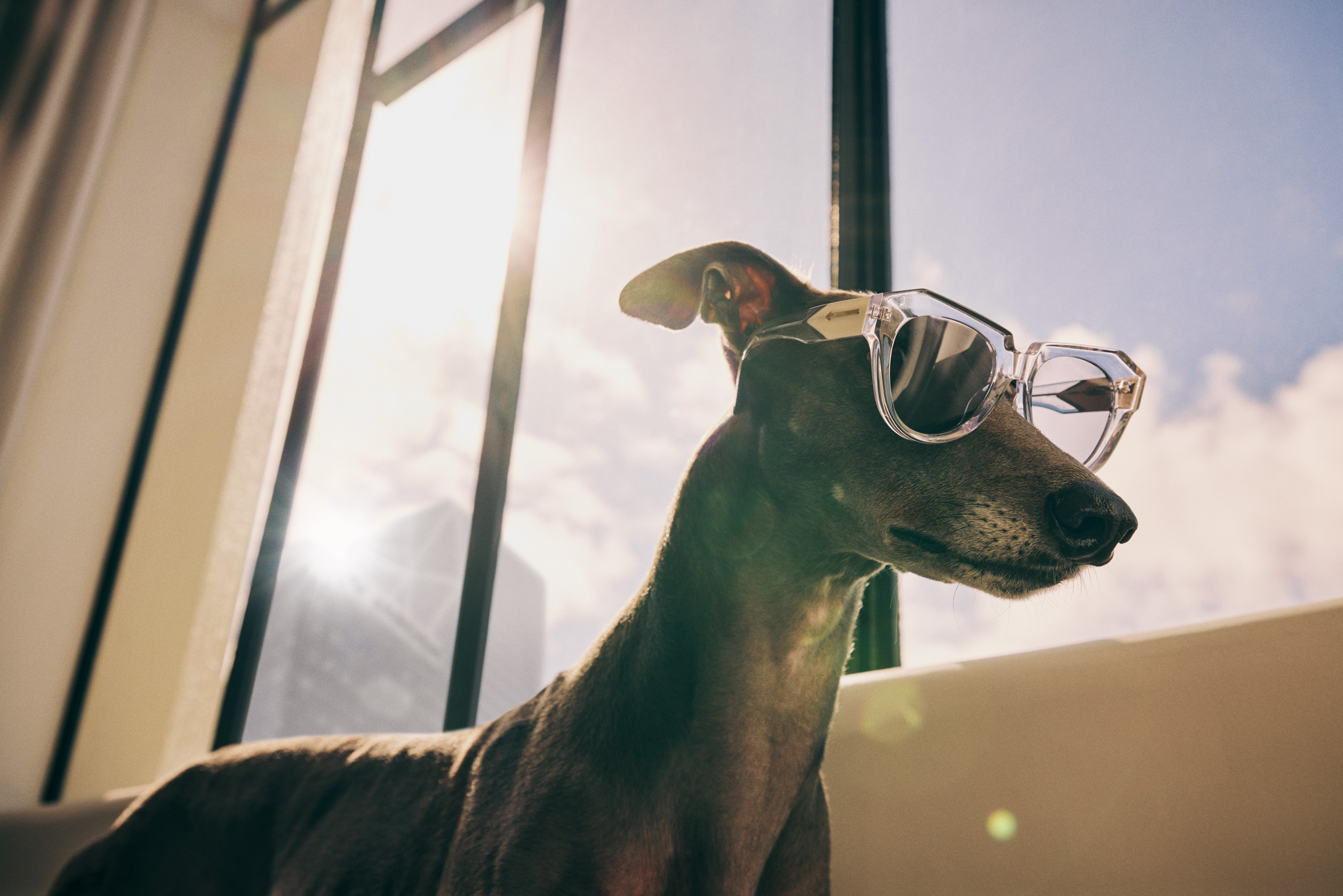 The Collective Force - Greathounds