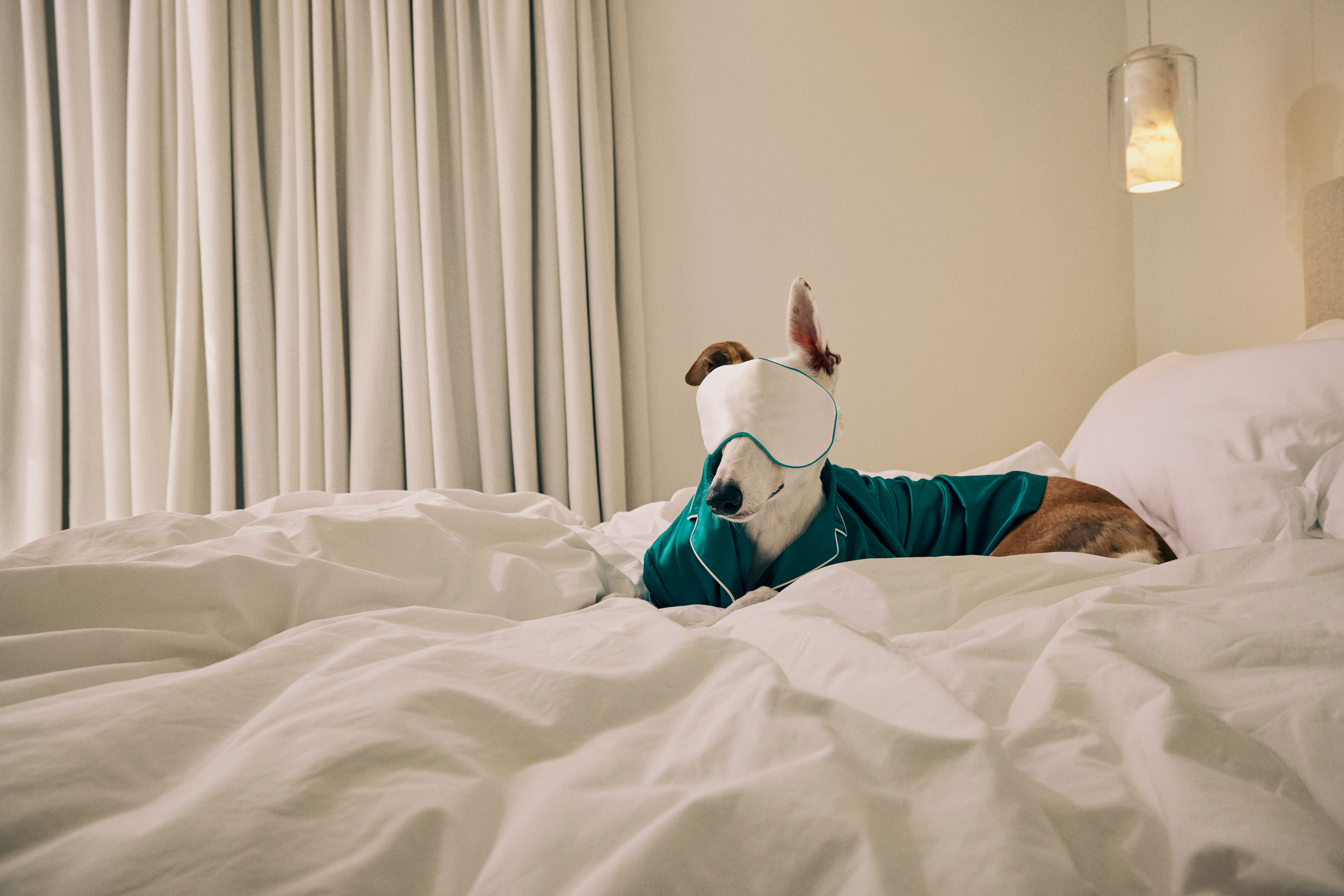 The Collective Force - Greathounds