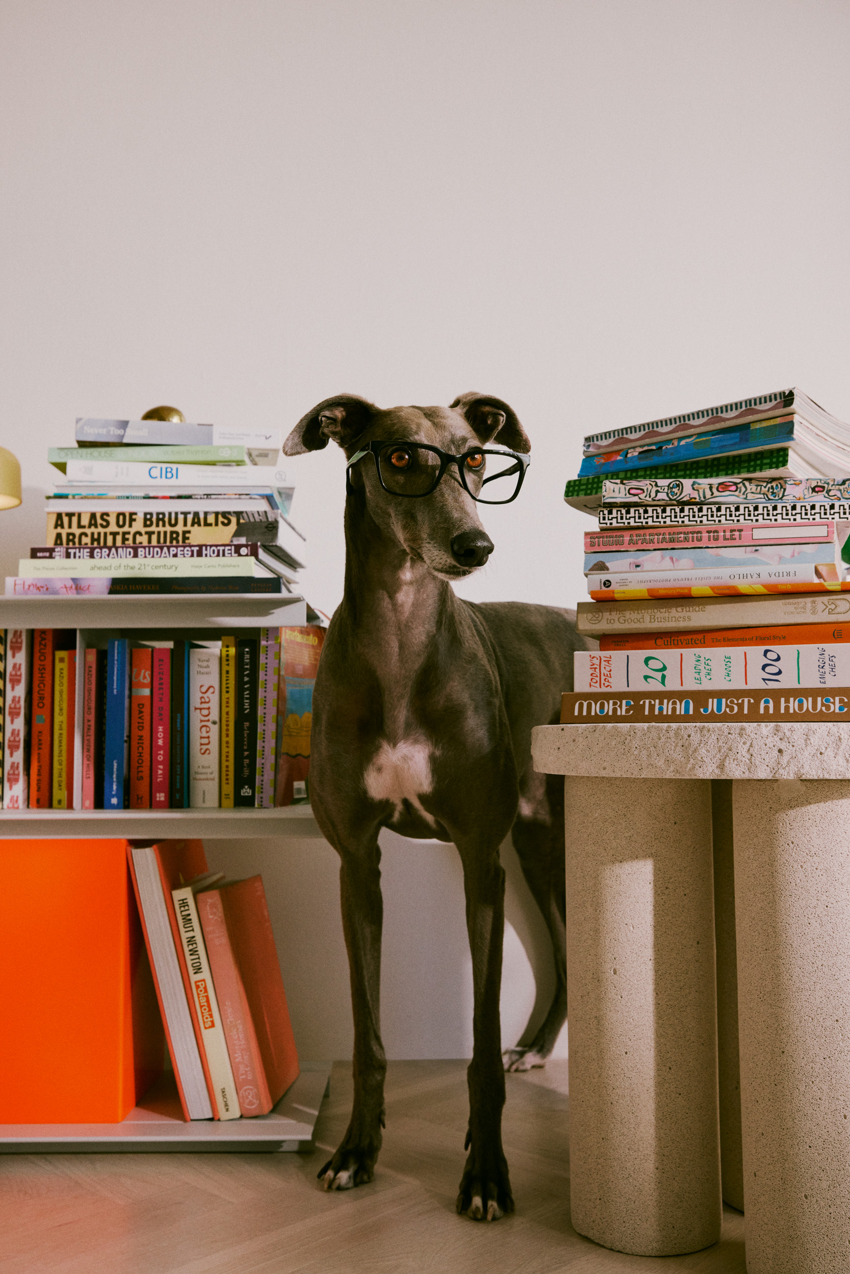 The Collective Force - Greathounds