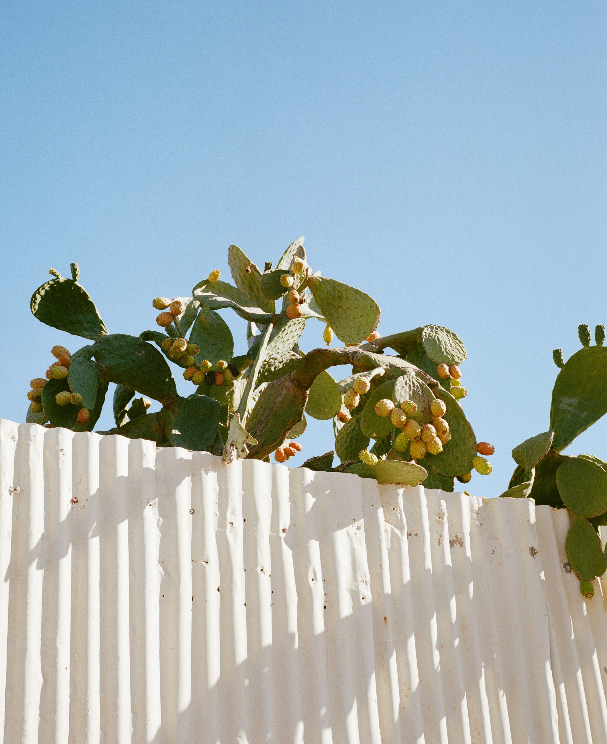 The Collective Force - Kinfolk Journeys