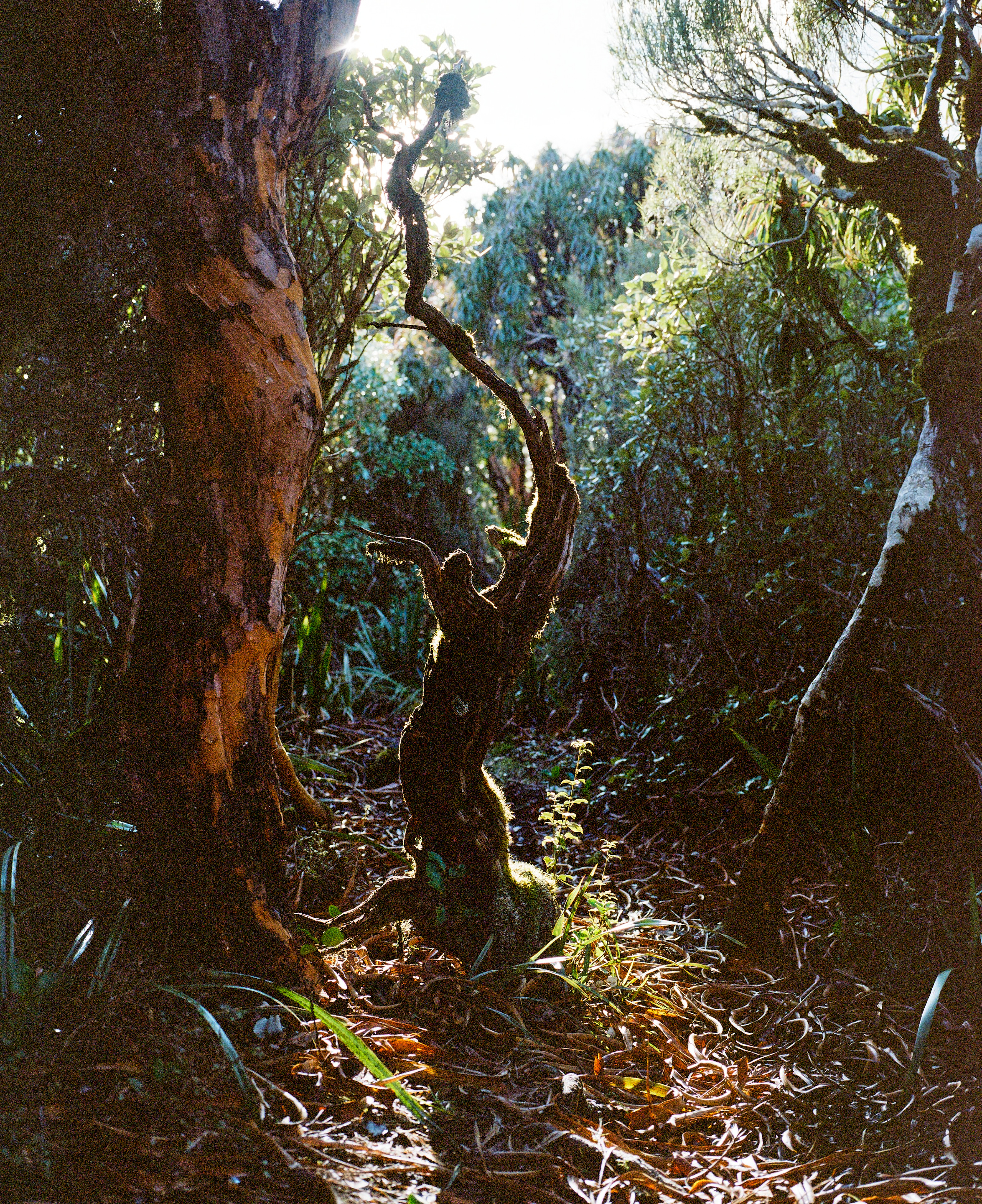 The Collective Force - Kinfolk | Mt Brown Hut