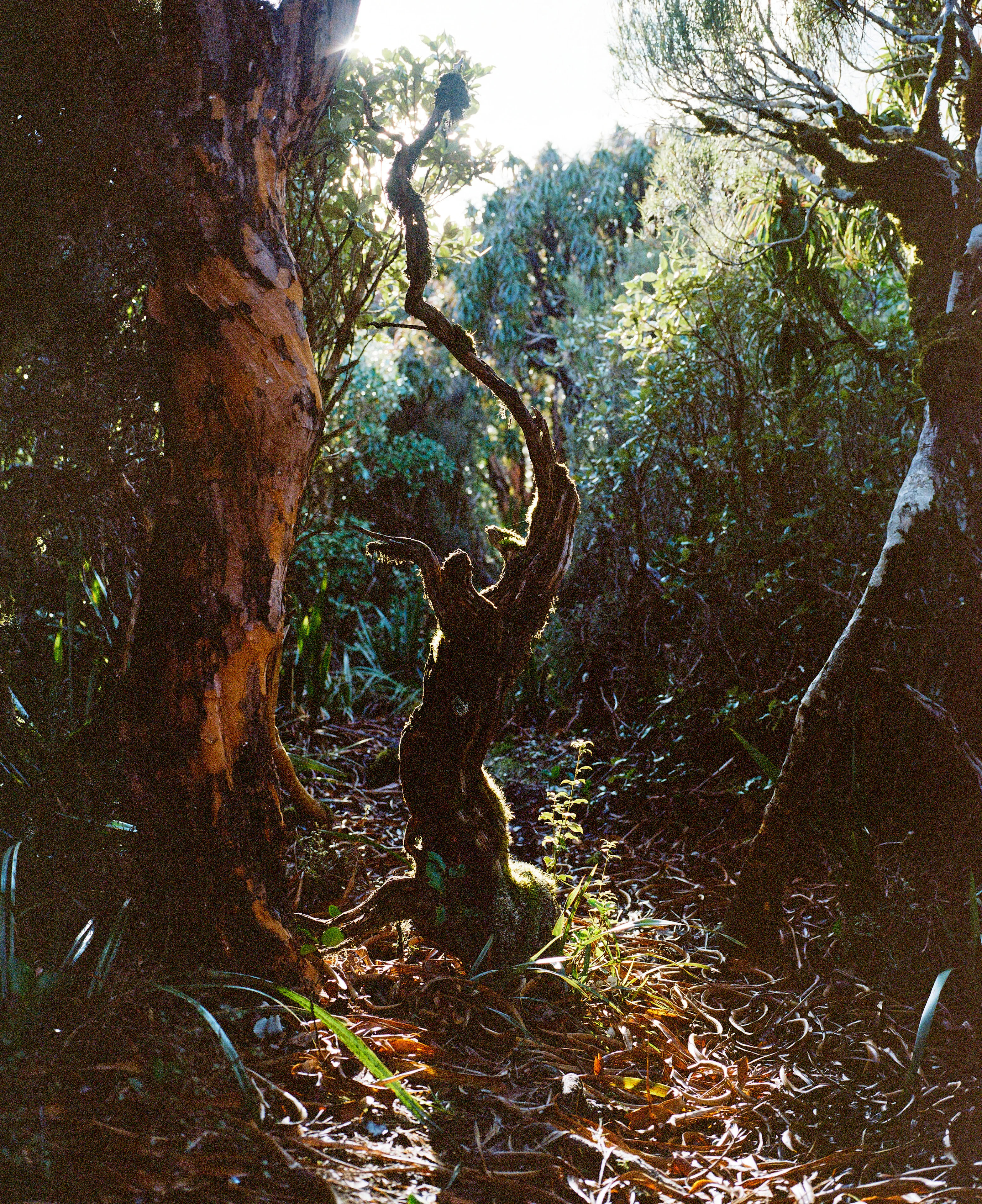 The Collective Force - Kinfolk | Mt Brown Hut