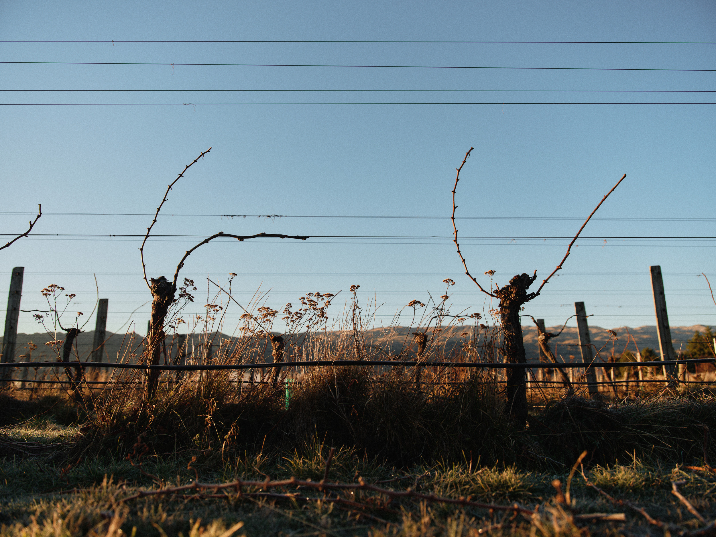 The Collective Force - Kiwi Cru