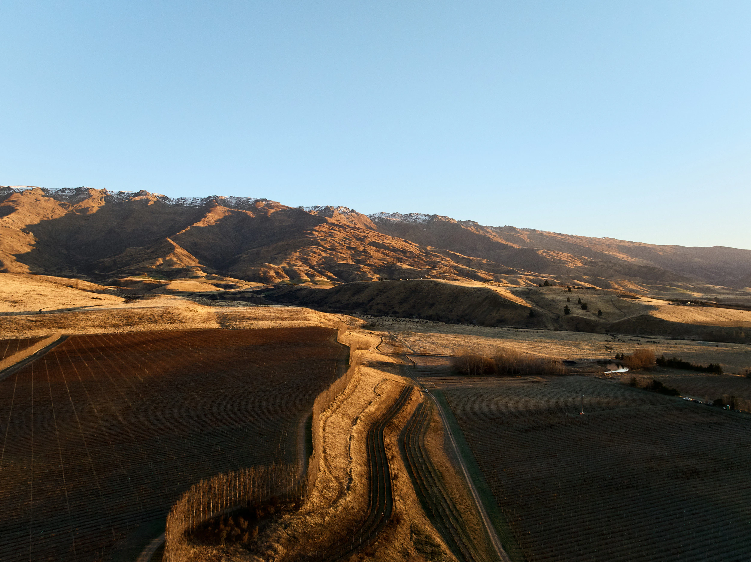 The Collective Force - Kiwi Cru