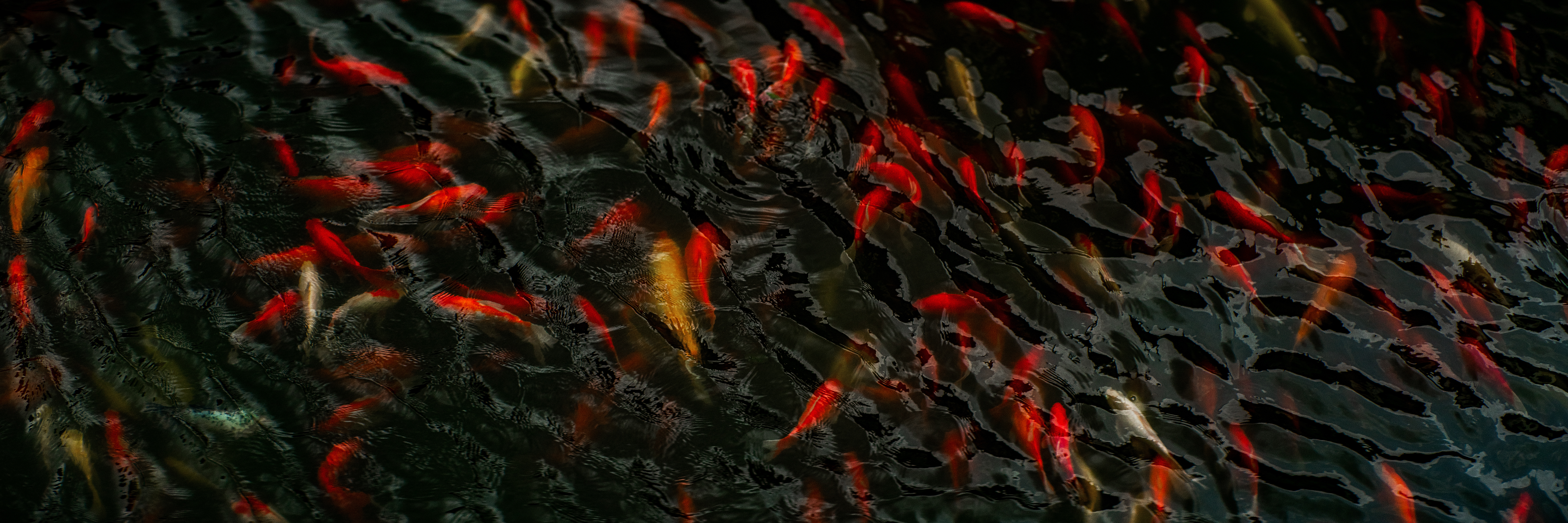 The Collective Force - Like Tears In Rain