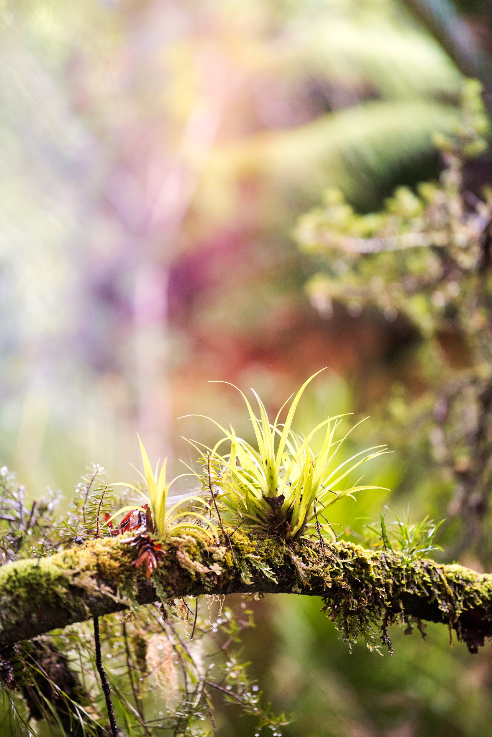 The Collective Force - Manaaki Whenua | Landcare Research