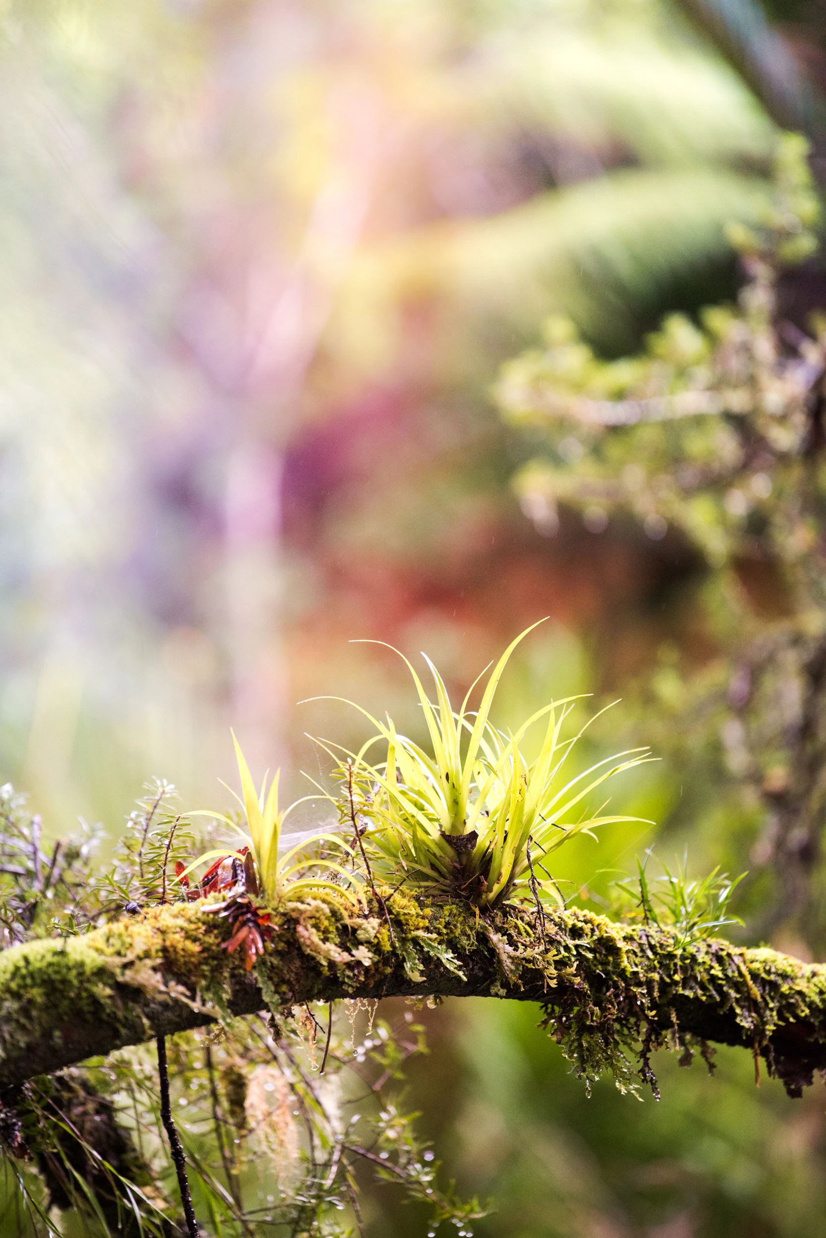 The Collective Force - Manaaki Whenua | Landcare Research