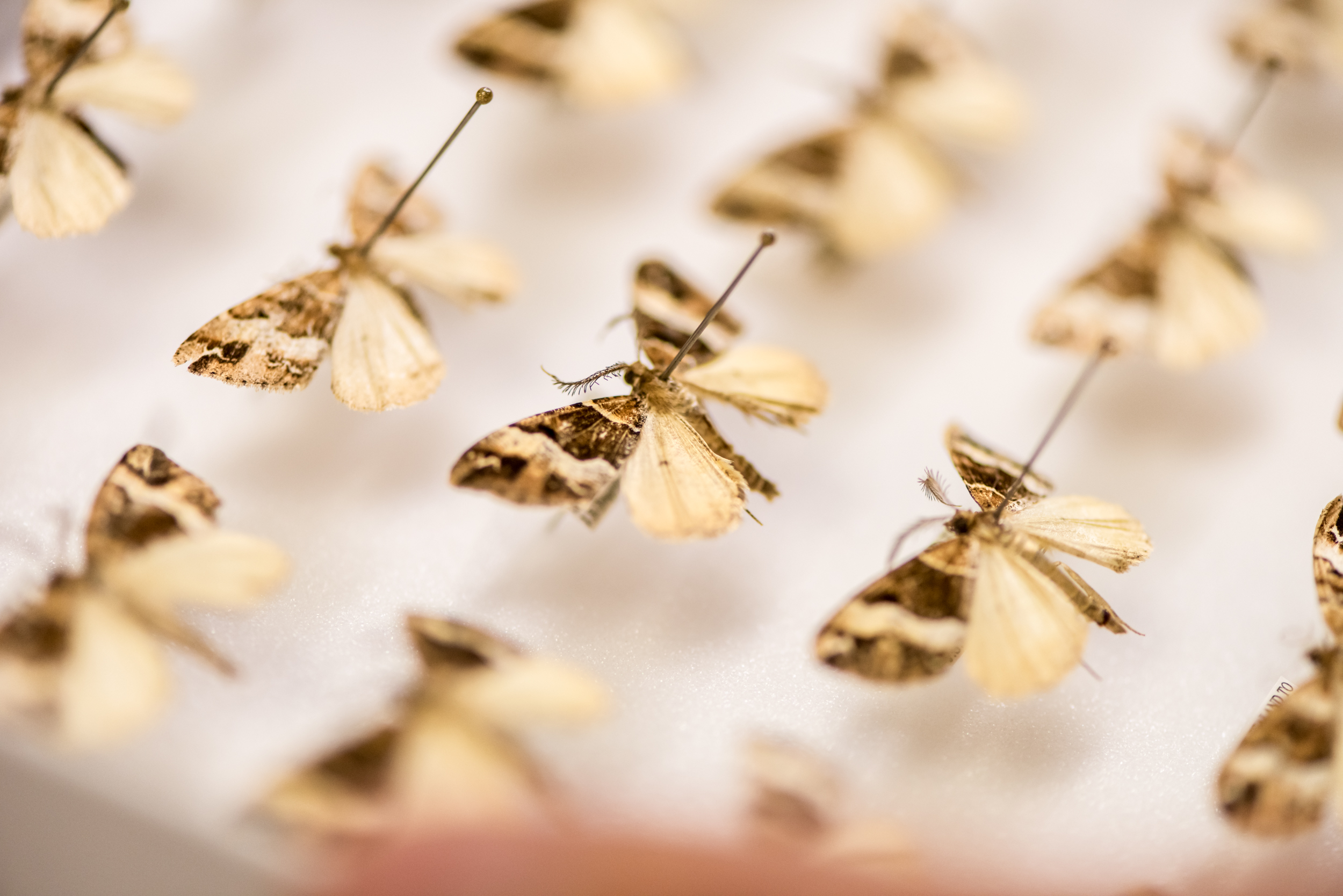 The Collective Force - Manaaki Whenua | Landcare Research