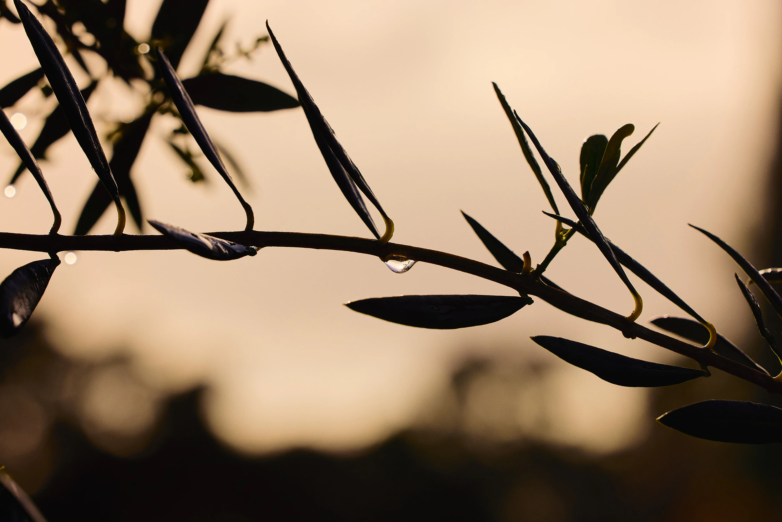 The Collective Force - Matakana Essentials