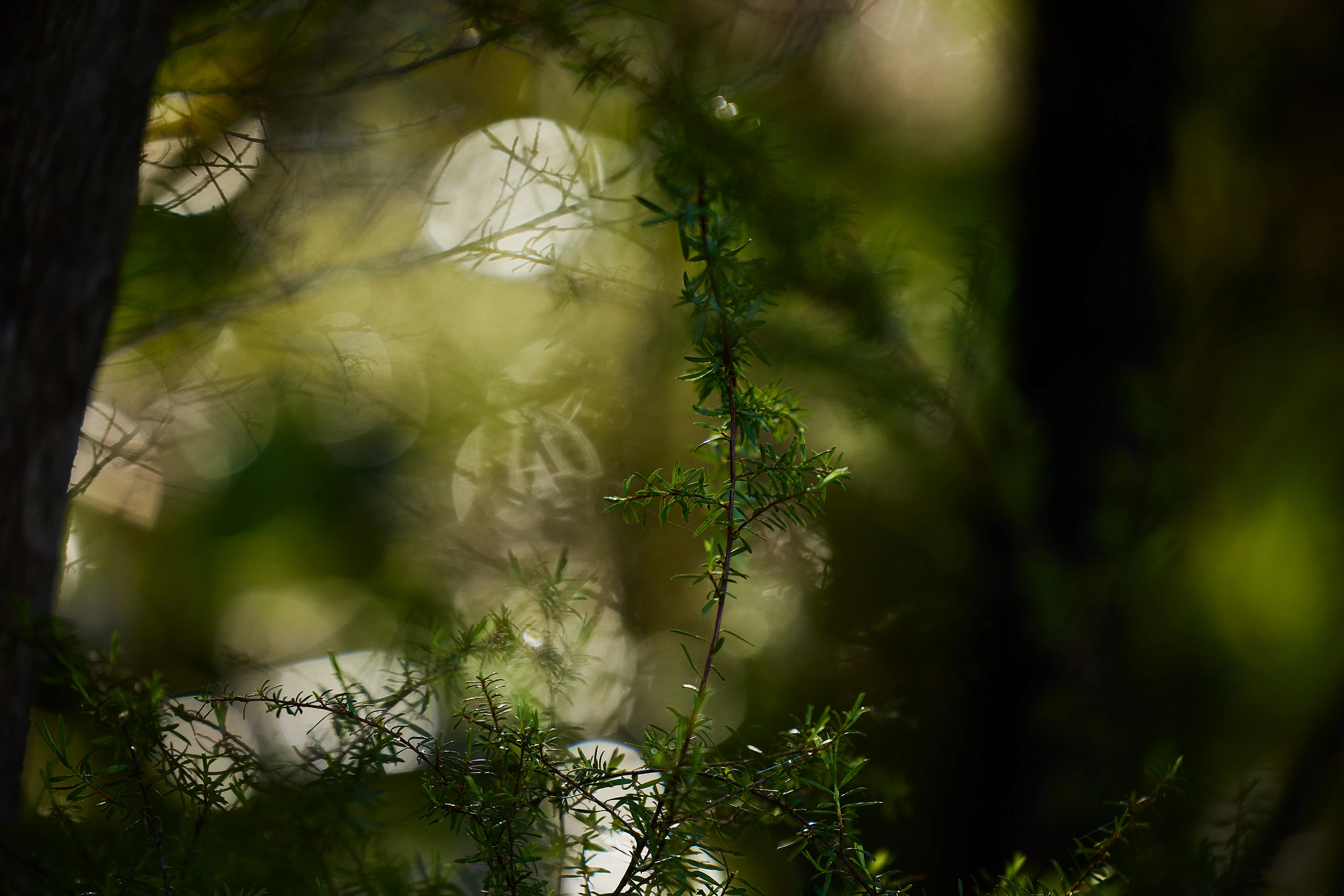 The Collective Force - Matakana Essentials