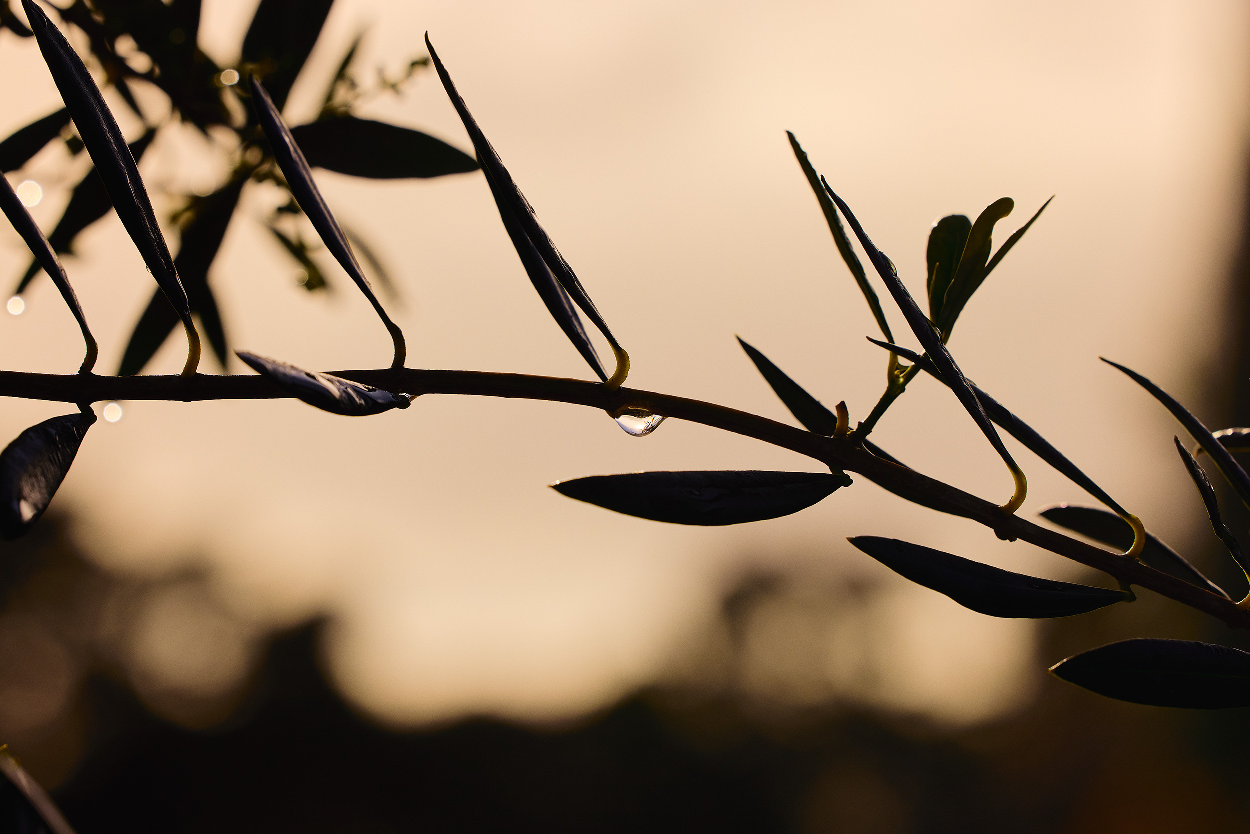 The Collective Force - Matakana Essentials