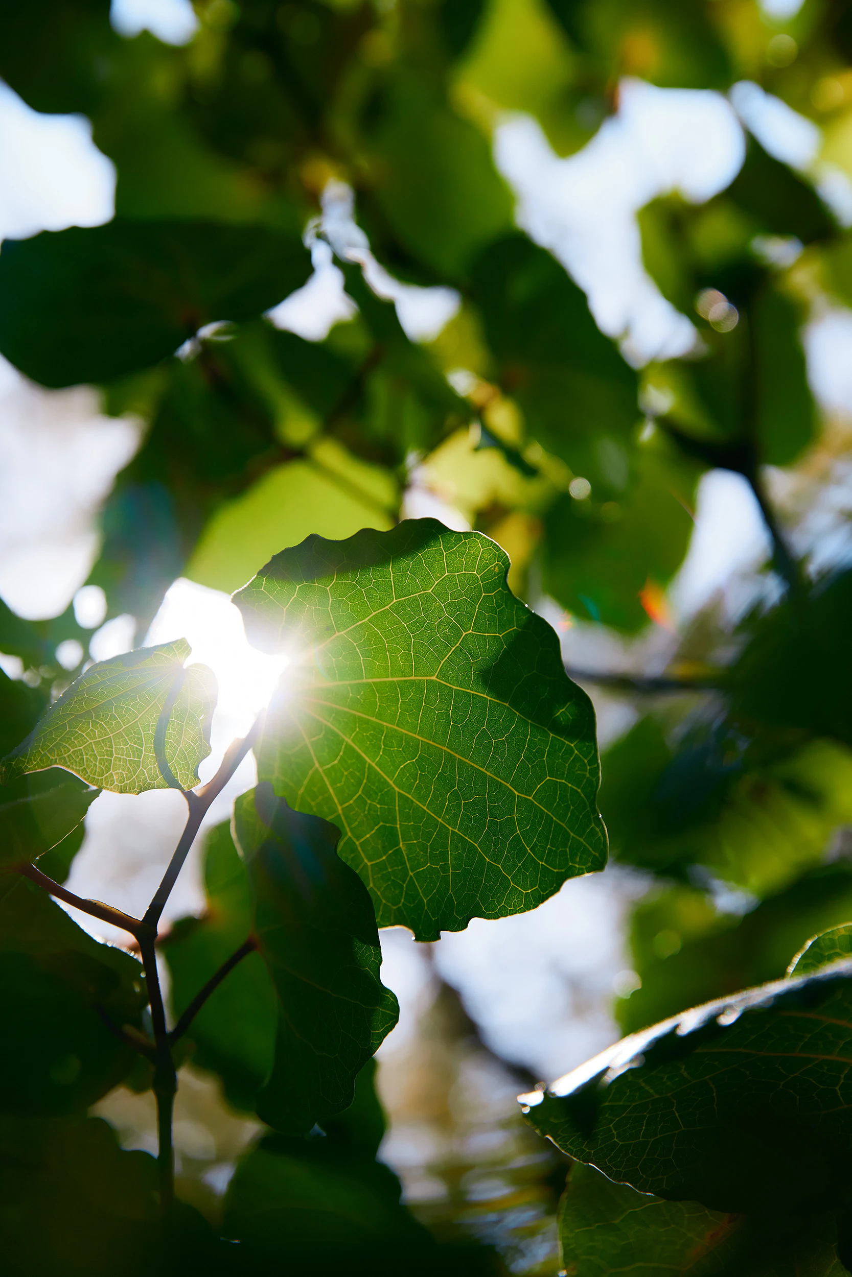 The Collective Force - Matakana Essentials