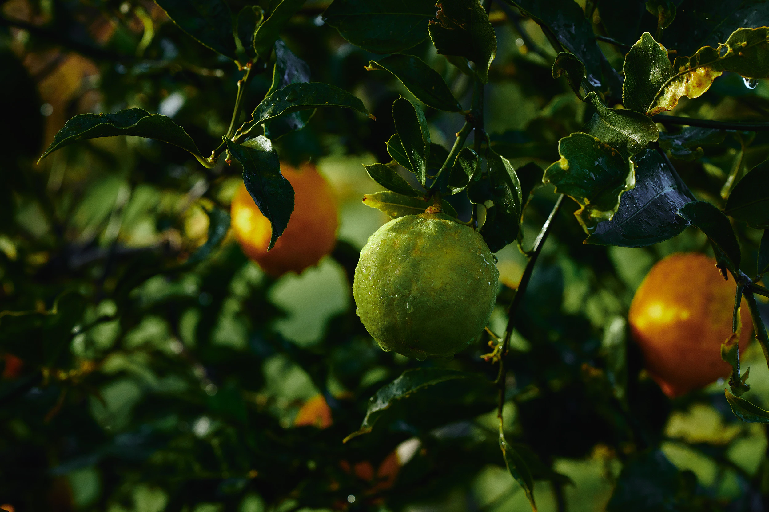 The Collective Force - Matakana Essentials